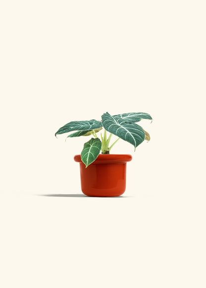 Alocasia Black Velvet in a 4 inches Fat Lip Red Planter in a Shamrock Petal Drip Tray