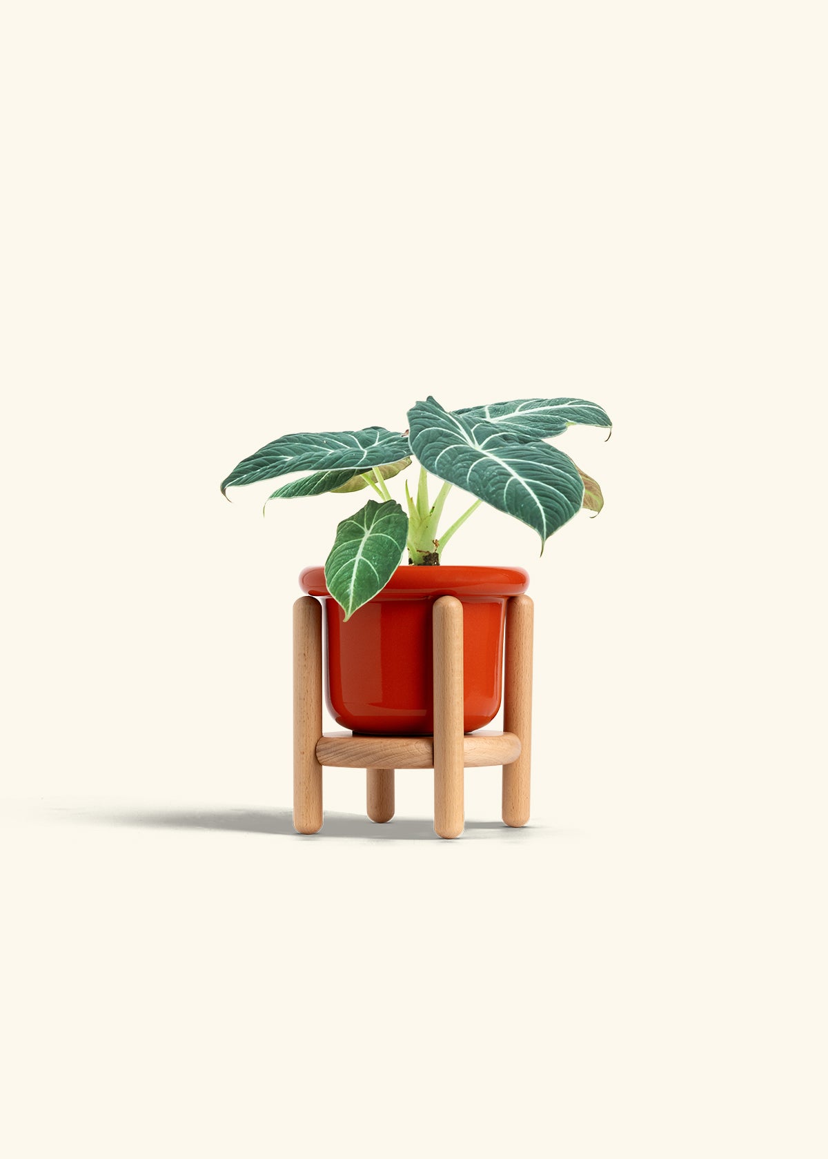 Alocasia Black Velvet in a 4 inches Fat Lip Red Planter in a Oat Petal Drip Tray