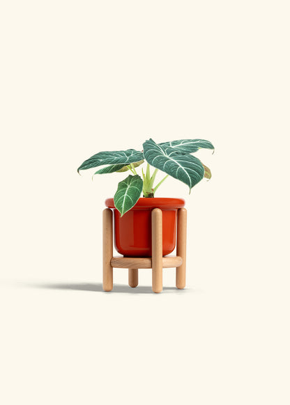 Alocasia Black Velvet in a 4 inches Fat Lip Red Planter in a Oat Petal Drip Tray