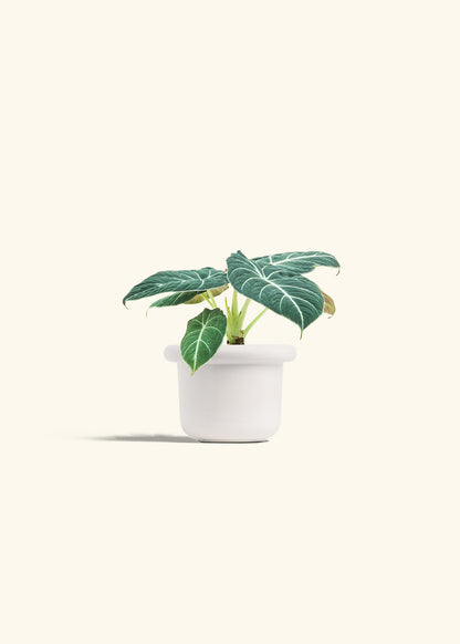 Alocasia Black Velvet in a 4 inches Fat Lip White Planter 