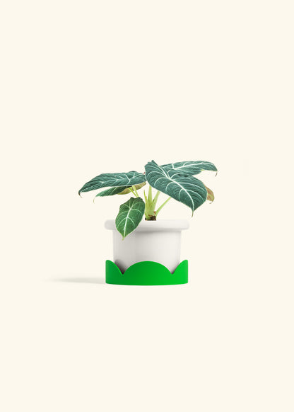 Alocasia Black Velvet in a 4 inches Fat Lip White Planter in a Beech Wood Stand