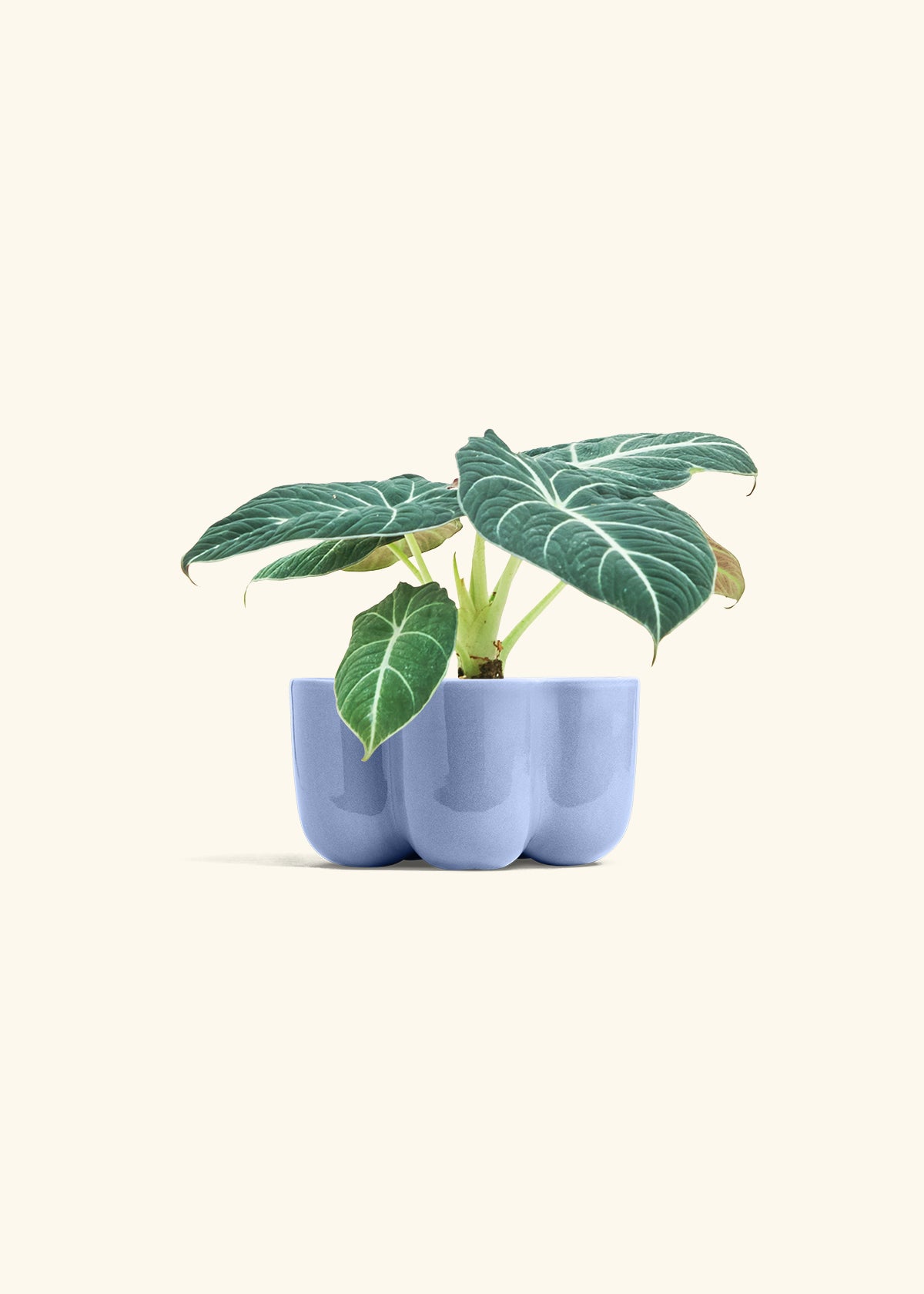 Alocasia Black Velvet in a 4 inches in a Blue Petal Planter