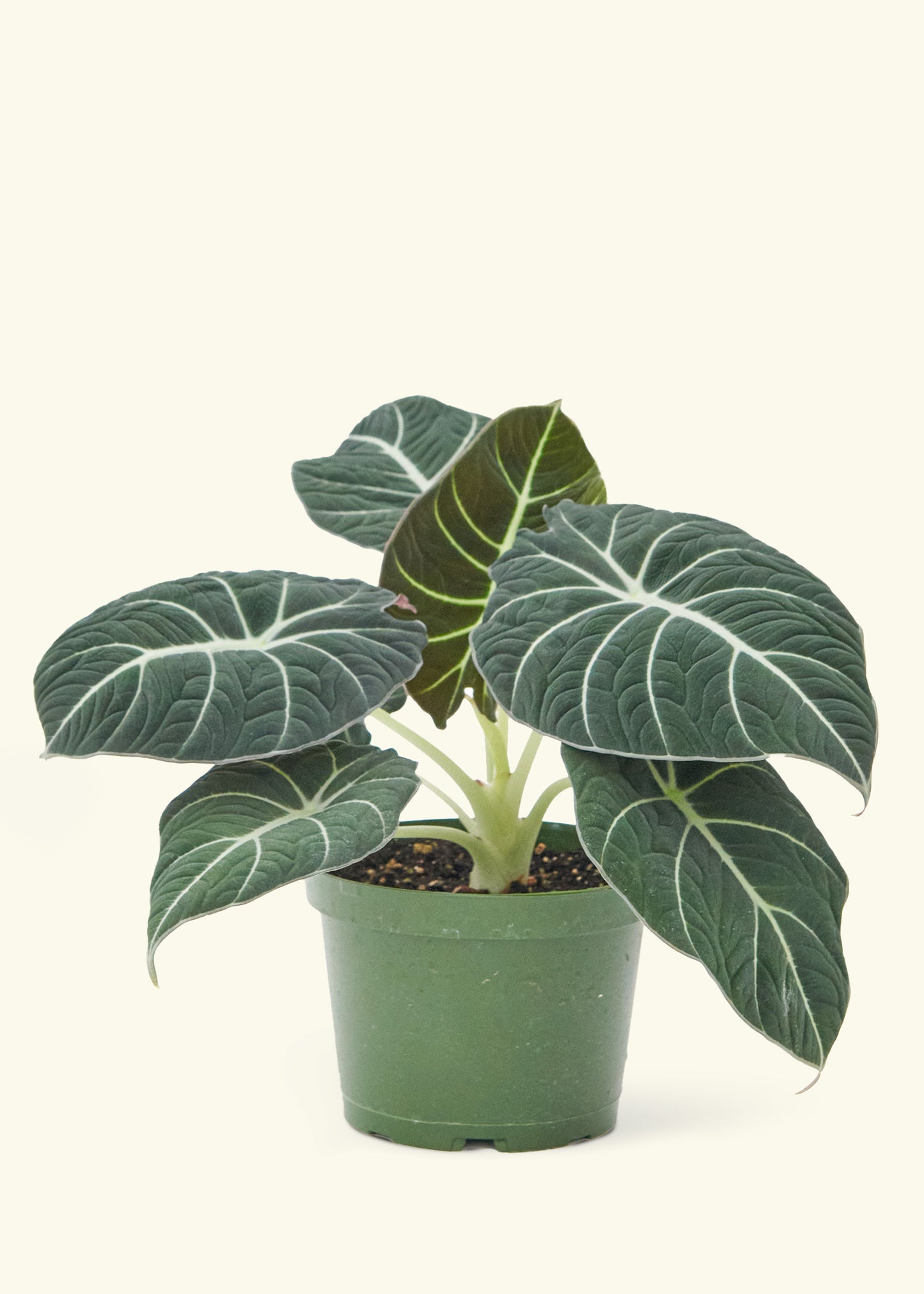 Medium alocasia blackvelvet in a grow pot.