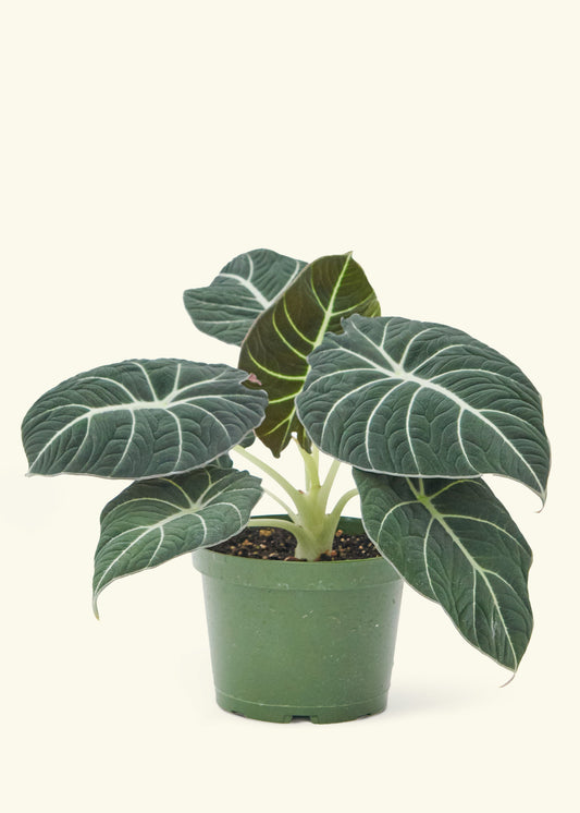 Alocasia Black Velvet in a 6  inches grow pot