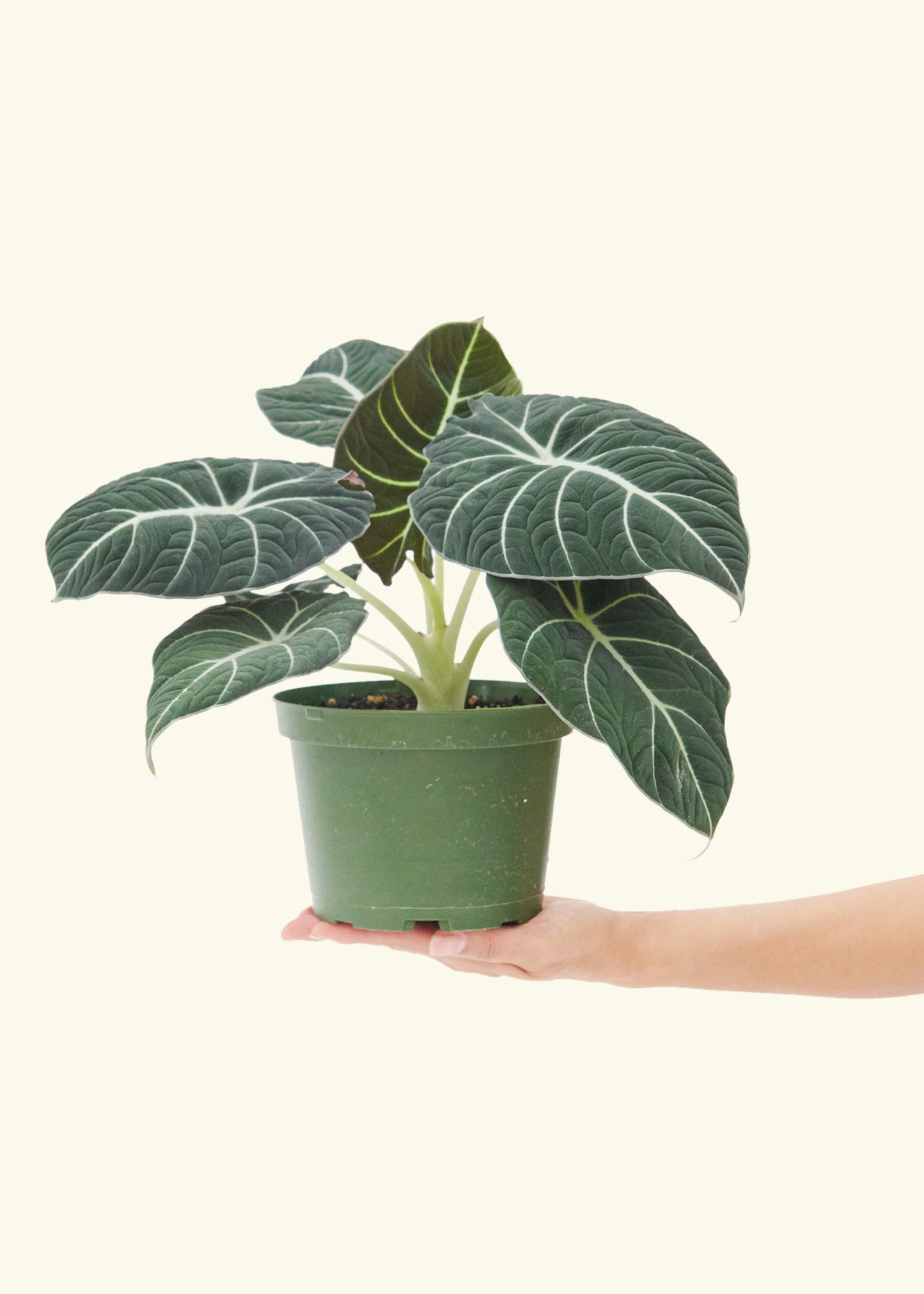 Medium alocasia blackvelvet in a grow pot.