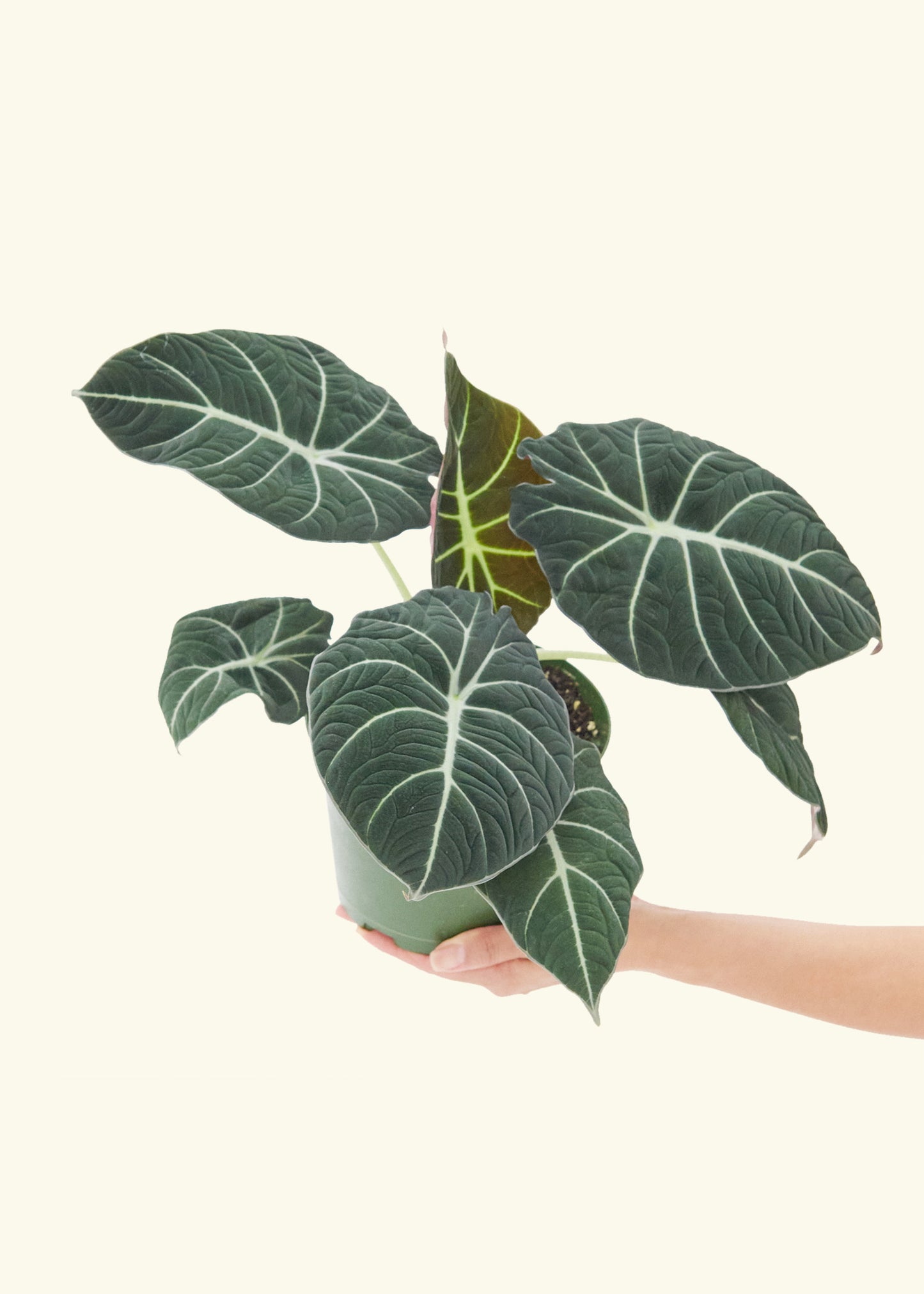 Medium alocasia blackvelvet in a grow pot.