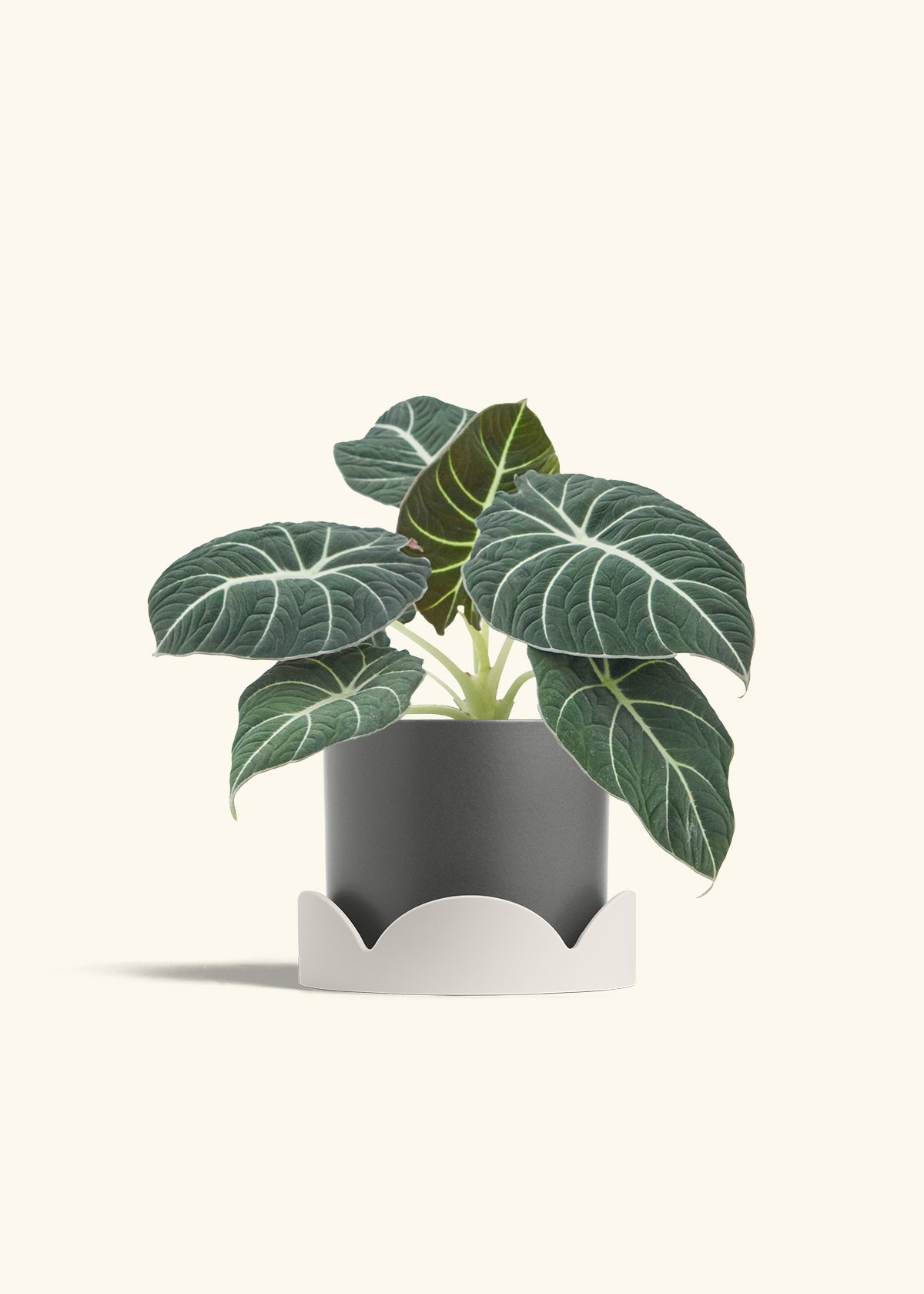 Alocasia Black Velvet in a 6  inches Charcoal Classic Cylinder Planter in a Shamrock Petal Drip Tray