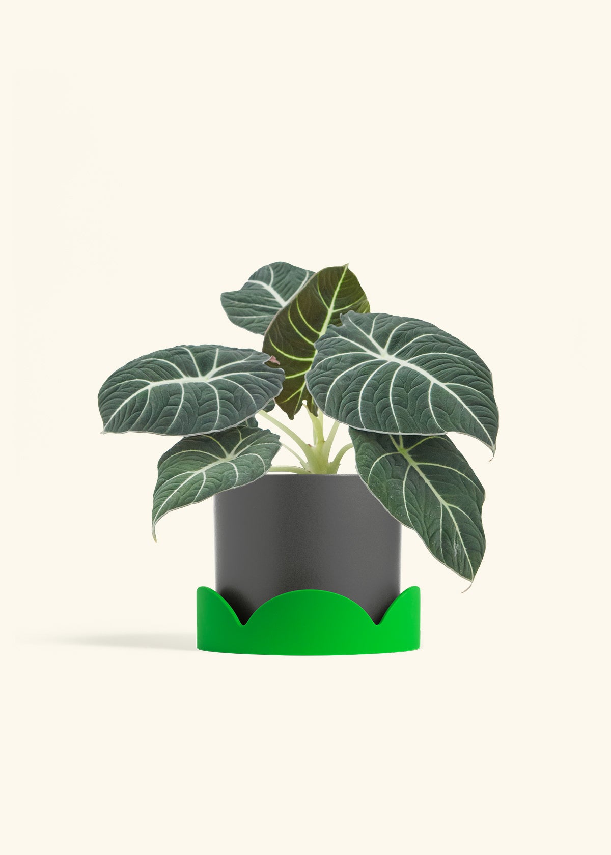 Alocasia Black Velvet in a 6  inches Charcoal Classic Cylinder Planter