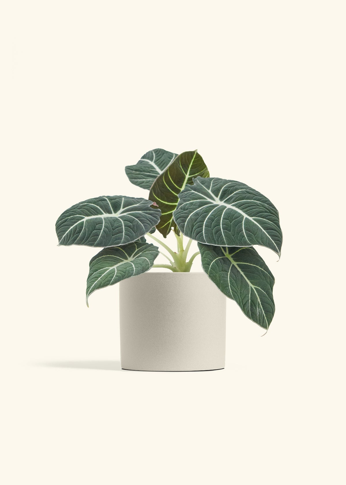 Alocasia Black Velvet in a 6  inches Oat Classic Cylinder Planter in a Beech Wood Stand