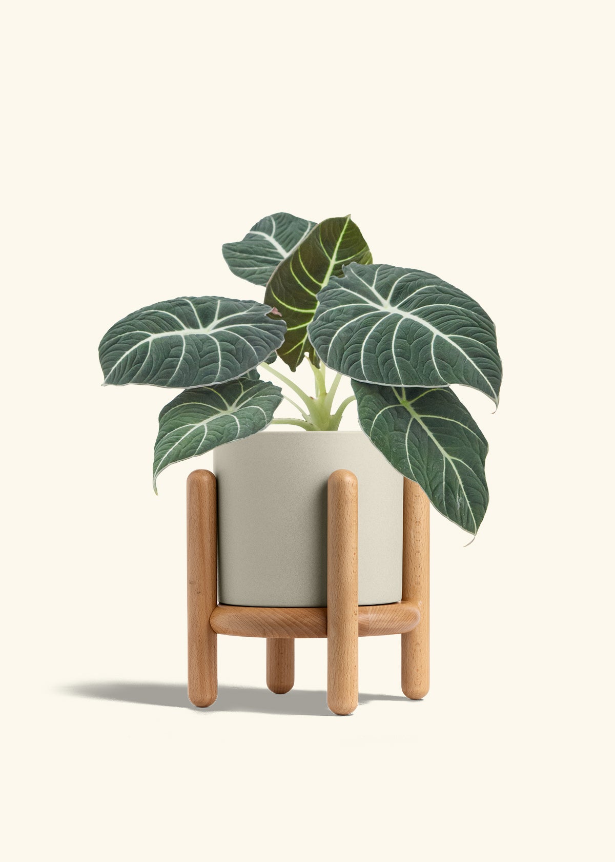 Alocasia Black Velvet in a 6  inches Oat Classic Cylinder Planter in a Oat Petal Drip Tray