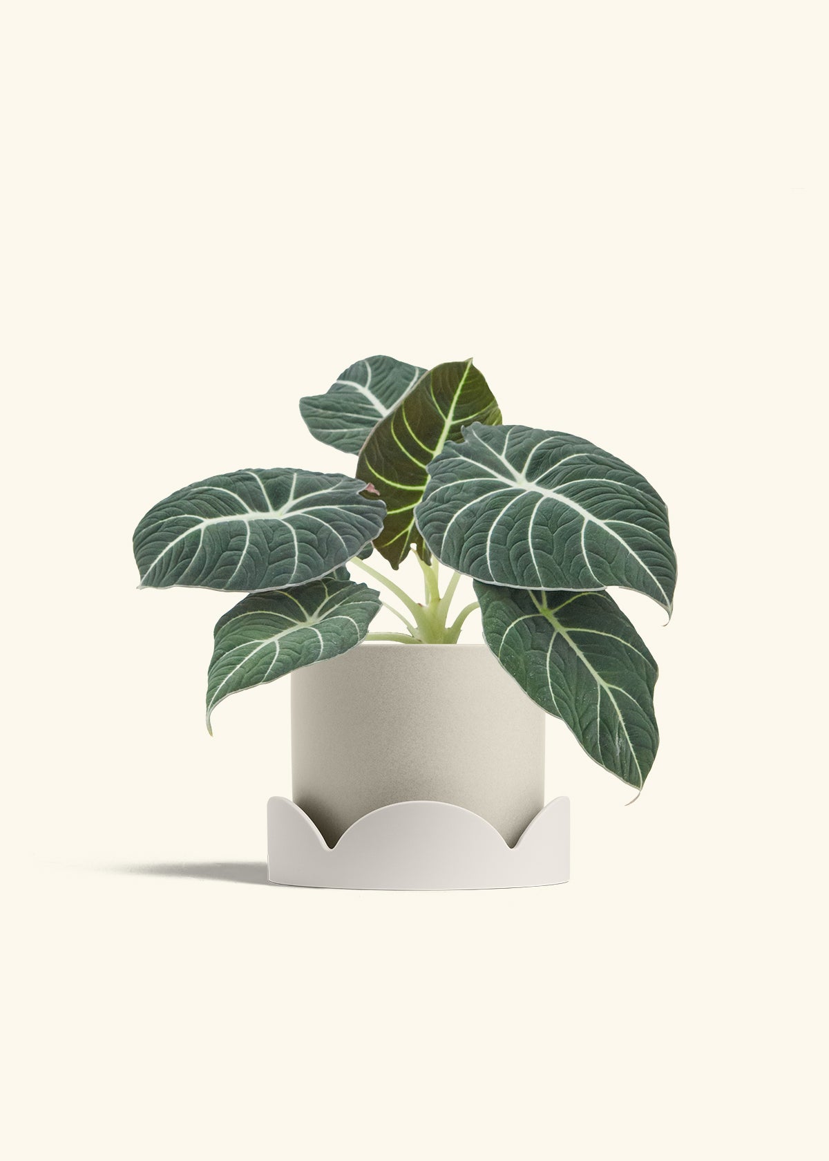 Alocasia Black Velvet in a 6  inches Charcoal Classic Cylinder Planter in a Beech Wood Stand