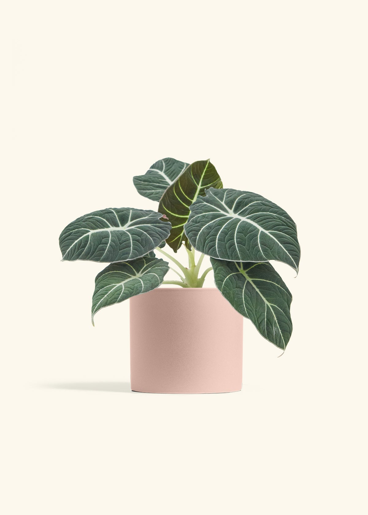 Alocasia Black Velvet in a 6  inches Pink Classic Cylinder Planter
