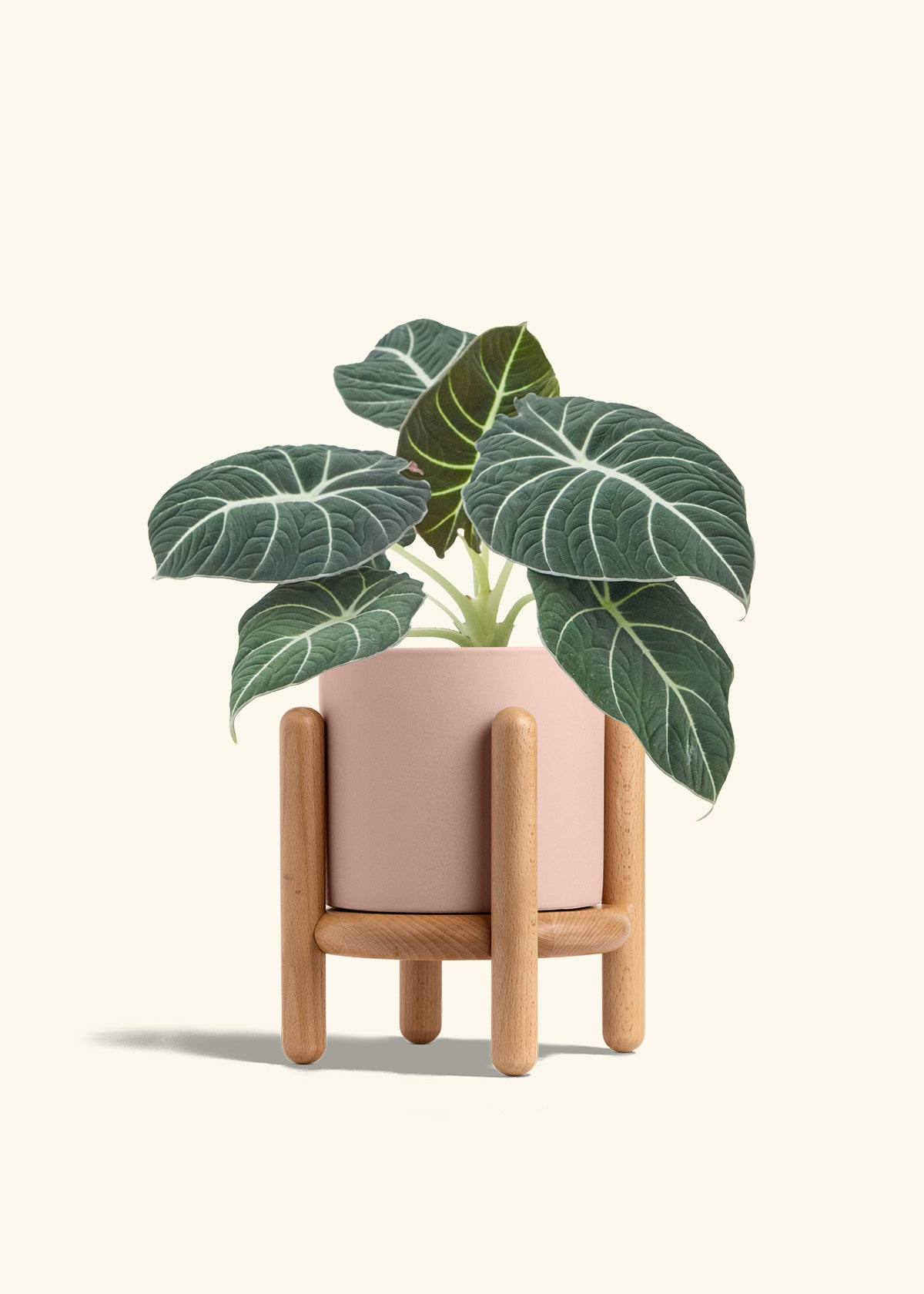 Alocasia Black Velvet in a 6  inches Pink Classic Cylinder Planter in a Beech Wood Stand