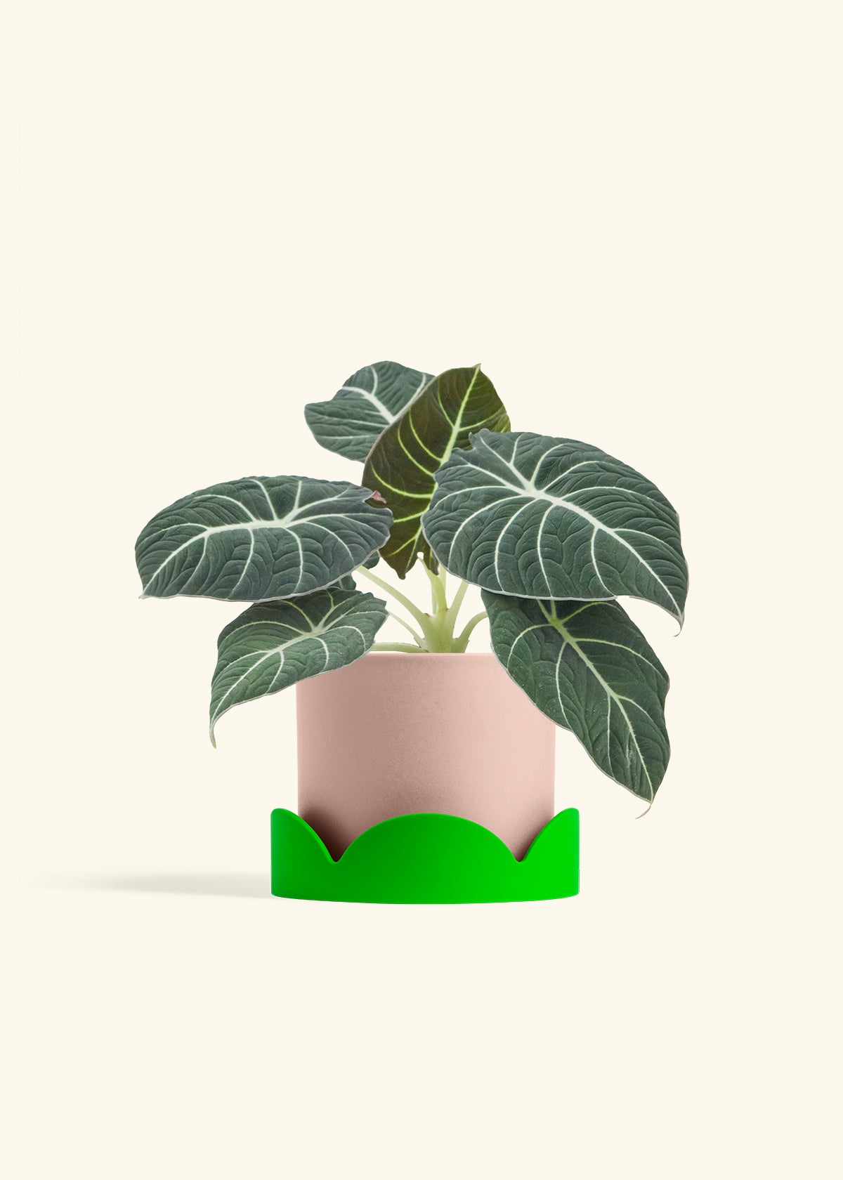 Alocasia Black Velvet in a 6  inches Pink Classic Cylinder Planter in a Shamrock Petal Drip Tray