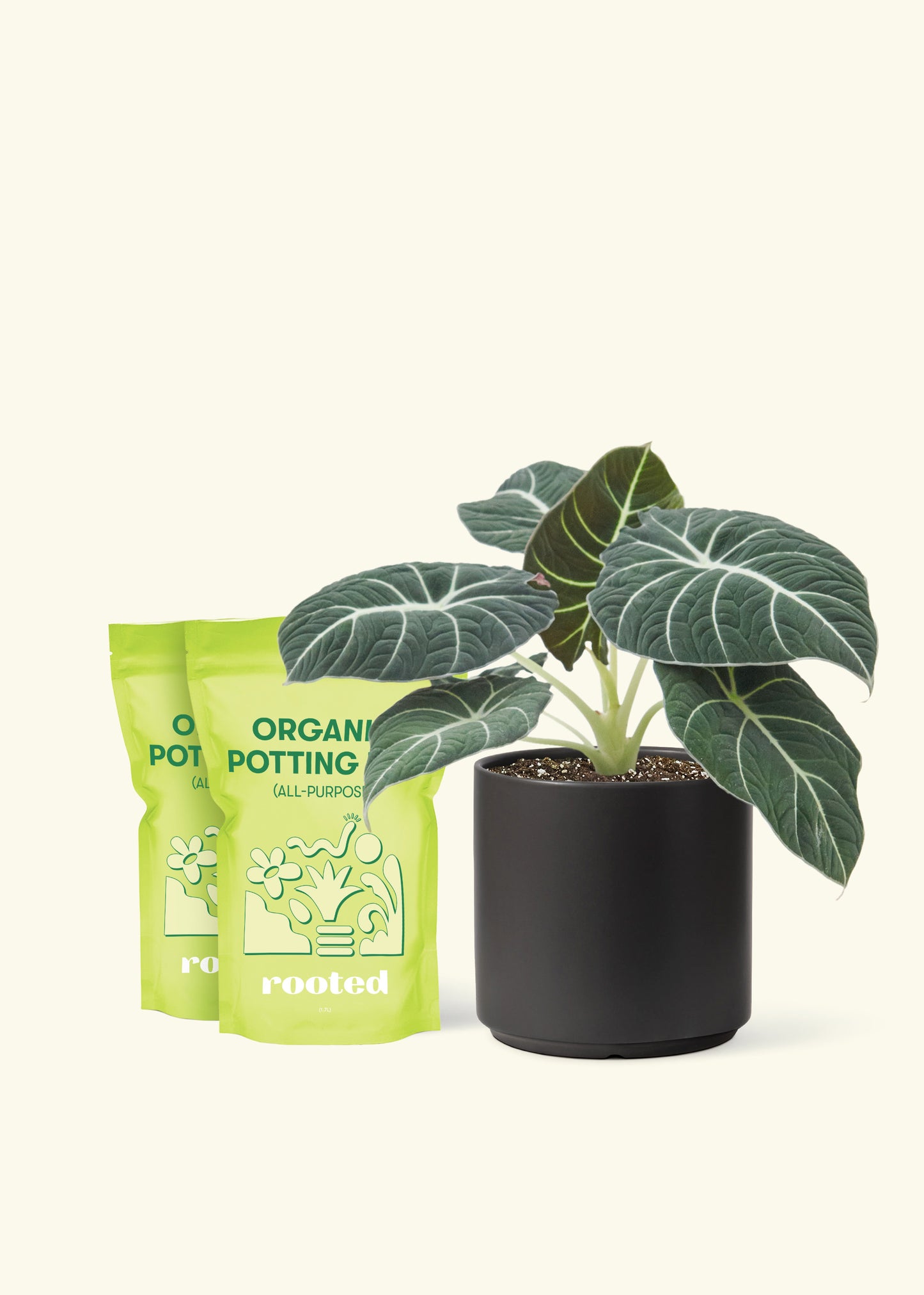Medium Alocasia 'Black Velvet' in a black cylinder pot and 2 bags of soil.