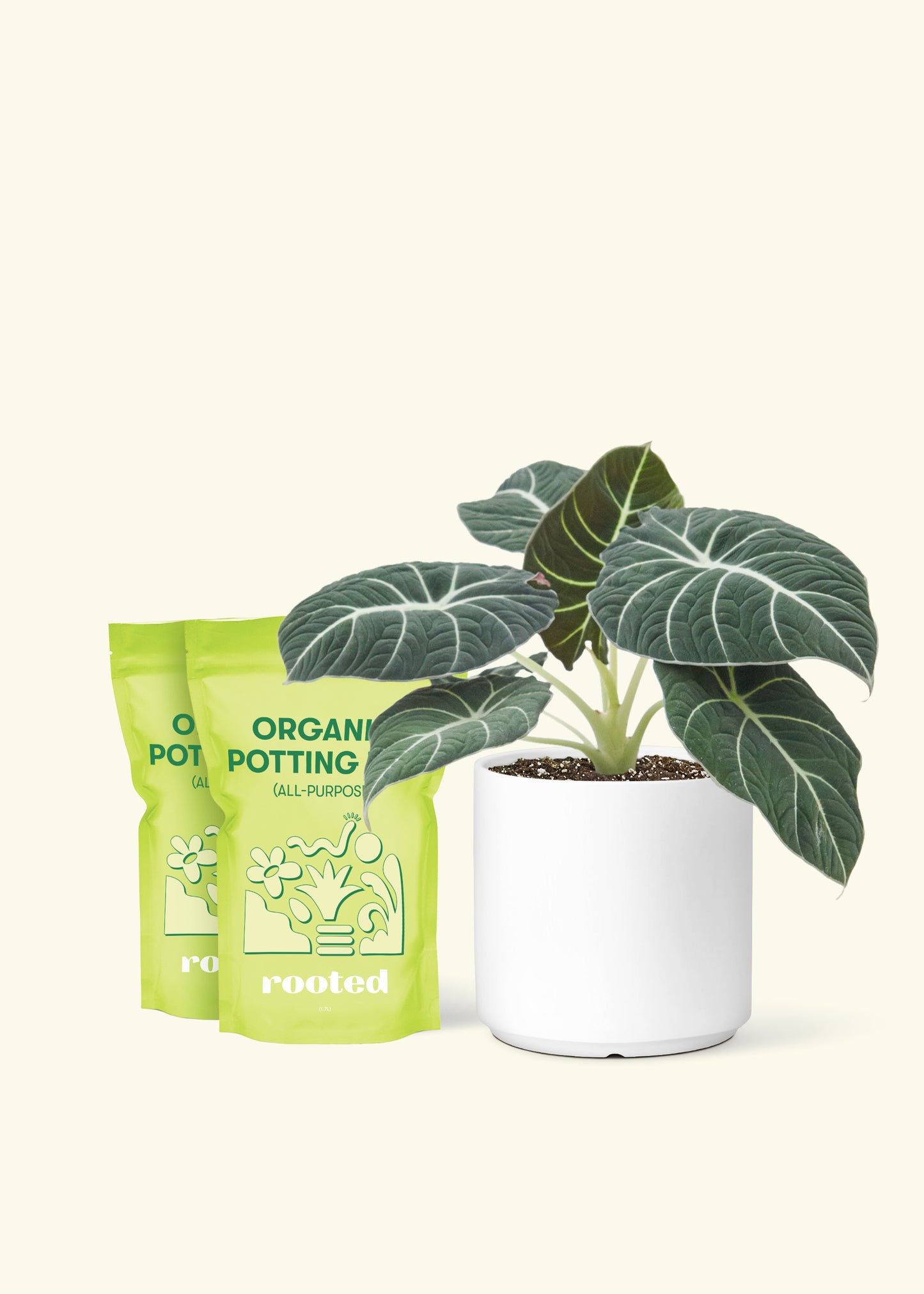 Medium Alocasia 'Black Velvet' in a white cylinder pot and 2 bags of soil.