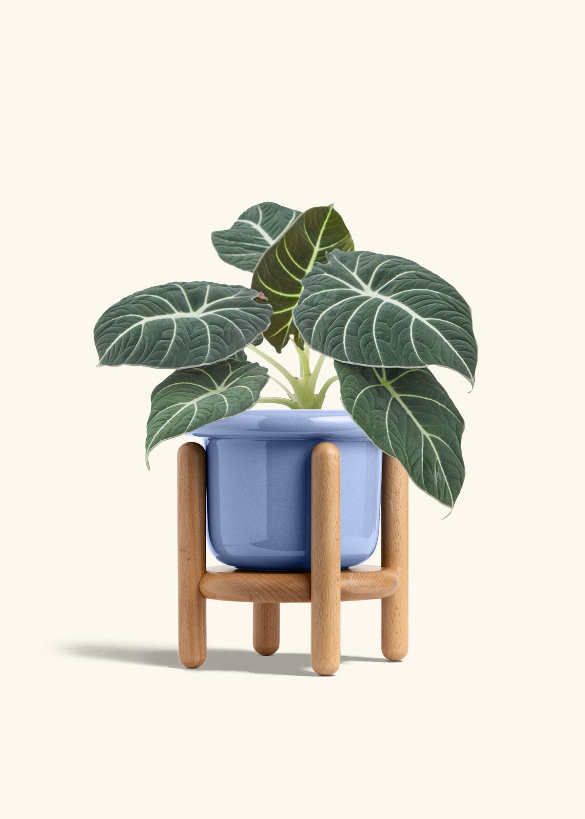 Alocasia Black Velvet in a 6  inches Fat Lip Blue Planter in a Beech Wood Stand