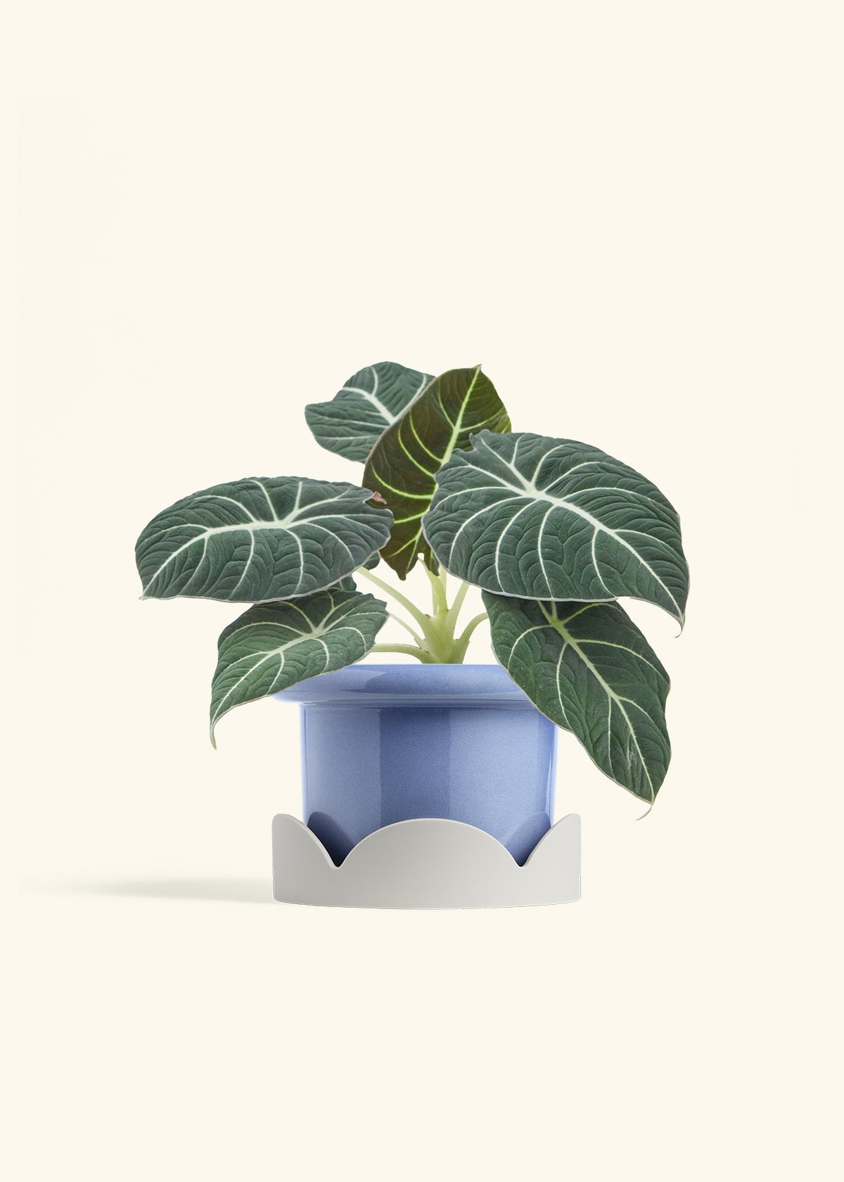 Alocasia Black Velvet in a 6  inches Fat Lip Blue Planter in a Oat Petal Drip Tray