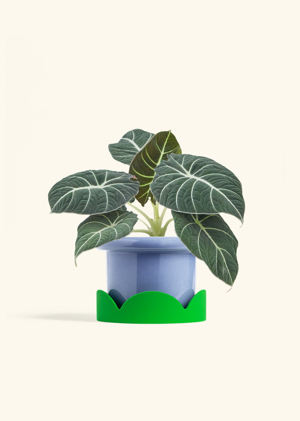 Alocasia Black Velvet in a 6  inches Fat Lip Blue Planter in a Shamrock Petal Drip Tray