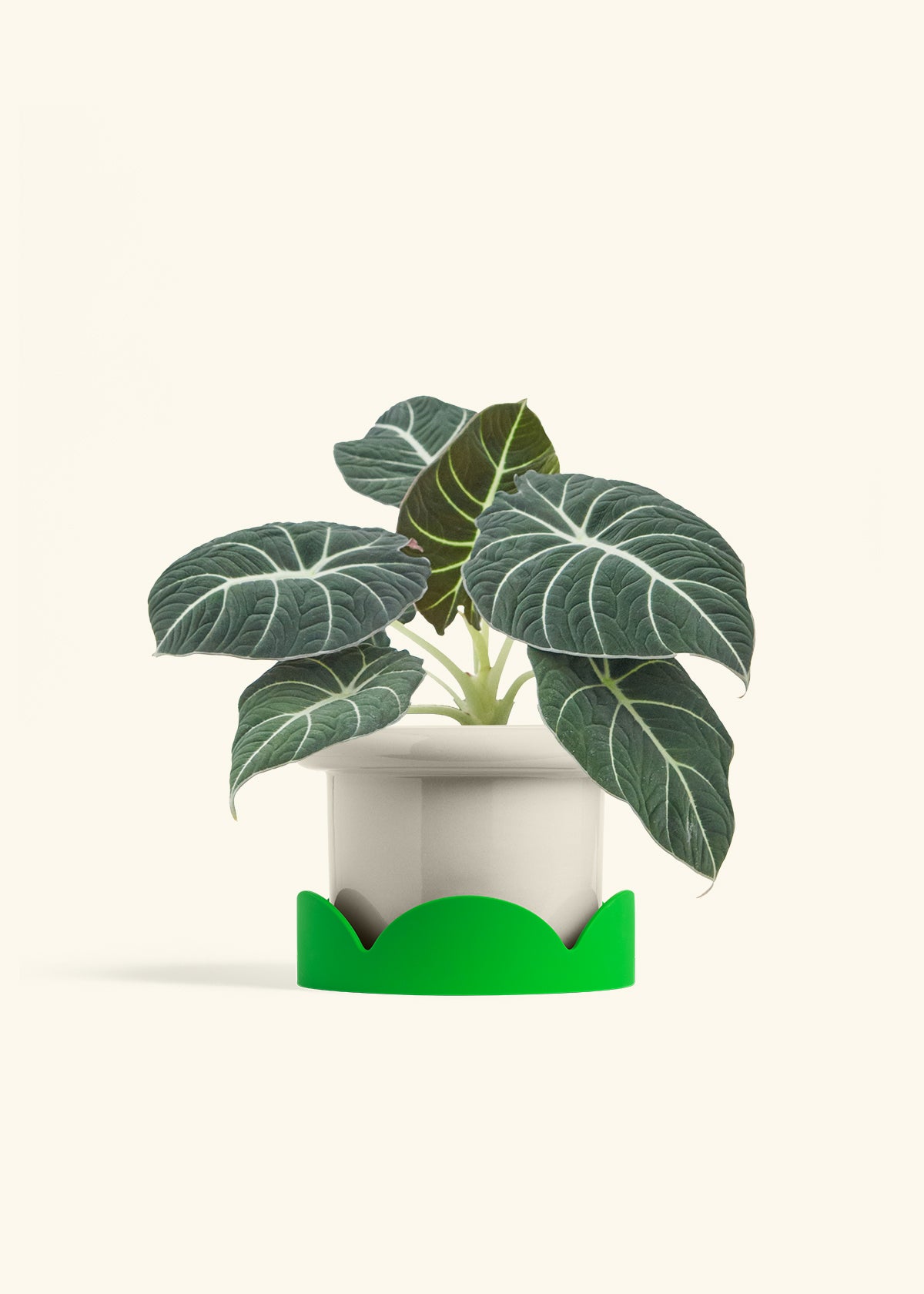 Alocasia Black Velvet in a 6  inches Fat Lip Oat Planter in a Shamrock Petal Drip Tray