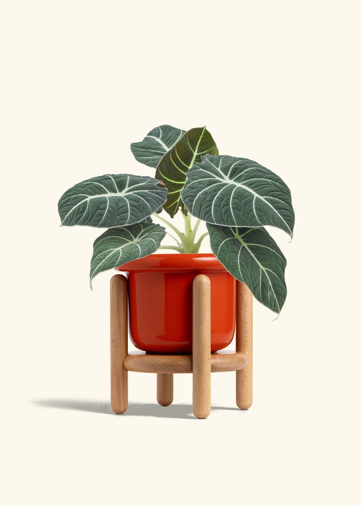 Alocasia Black Velvet in a 6  inches Fat Lip Red Planter in a Beech Wood Stand