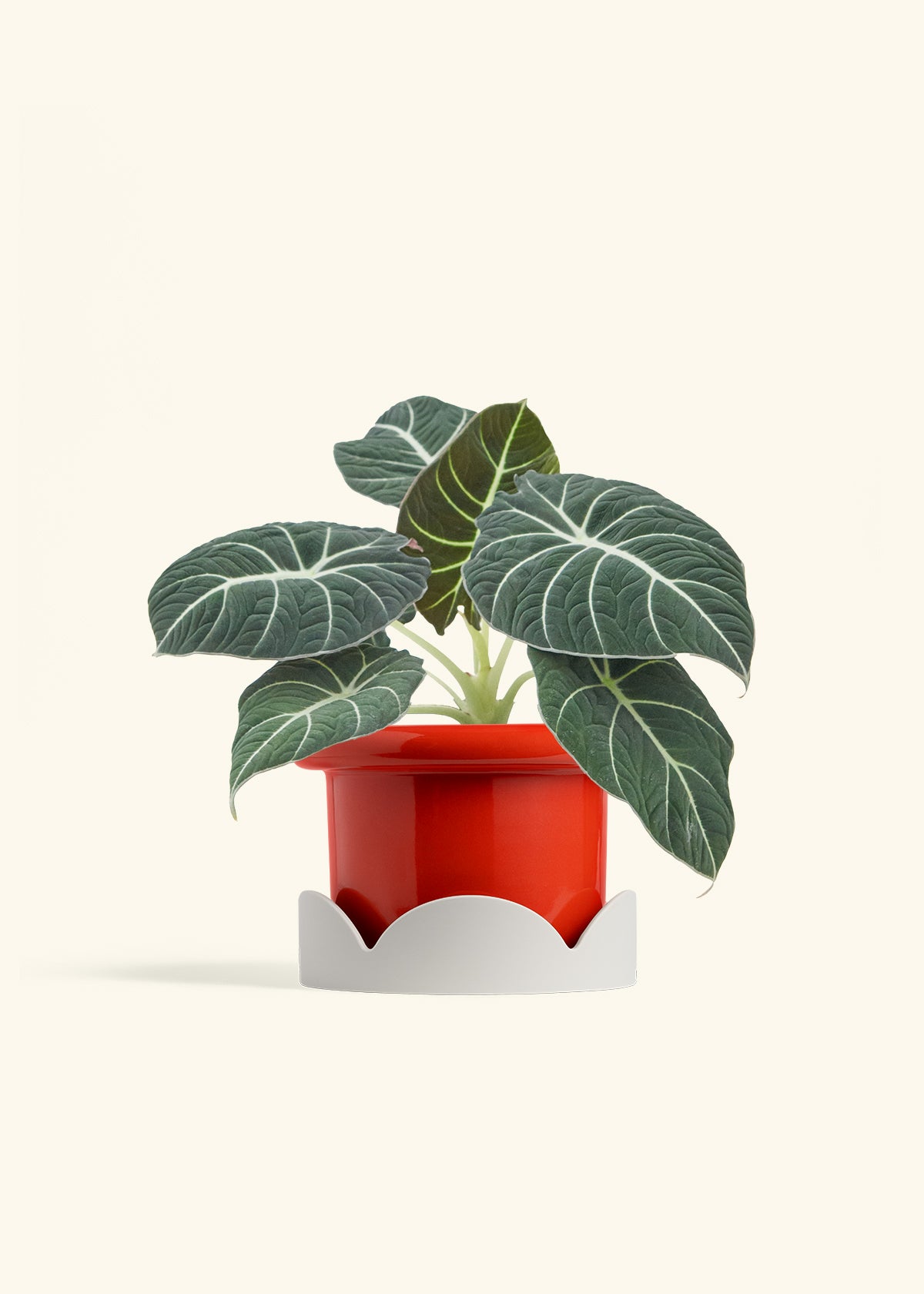 Alocasia Black Velvet in a 6  inches Fat Lip Red Planter in a Oat Petal Drip Tray