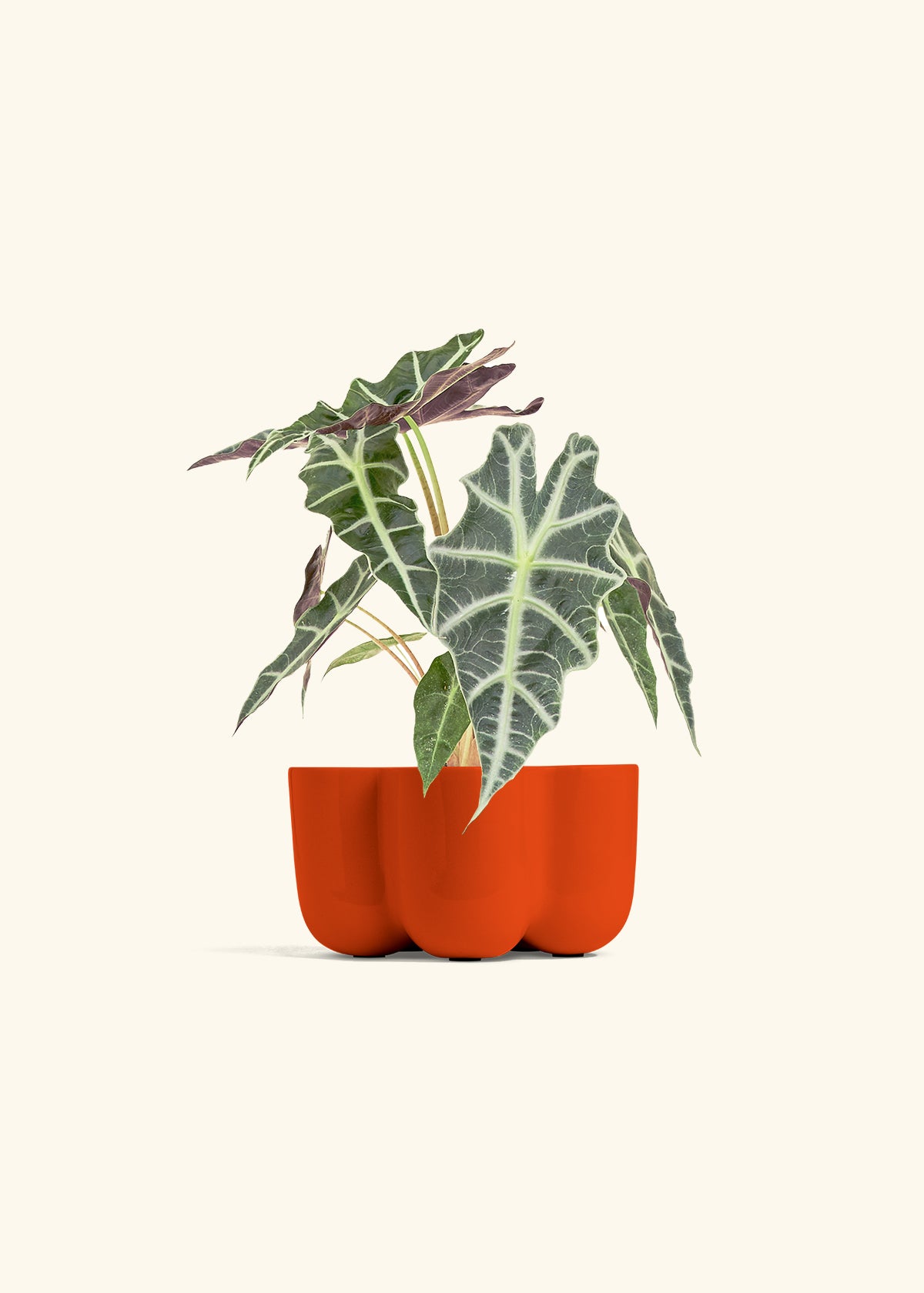 Alocasia Polly in a 4 inches in a Red Petal Planter