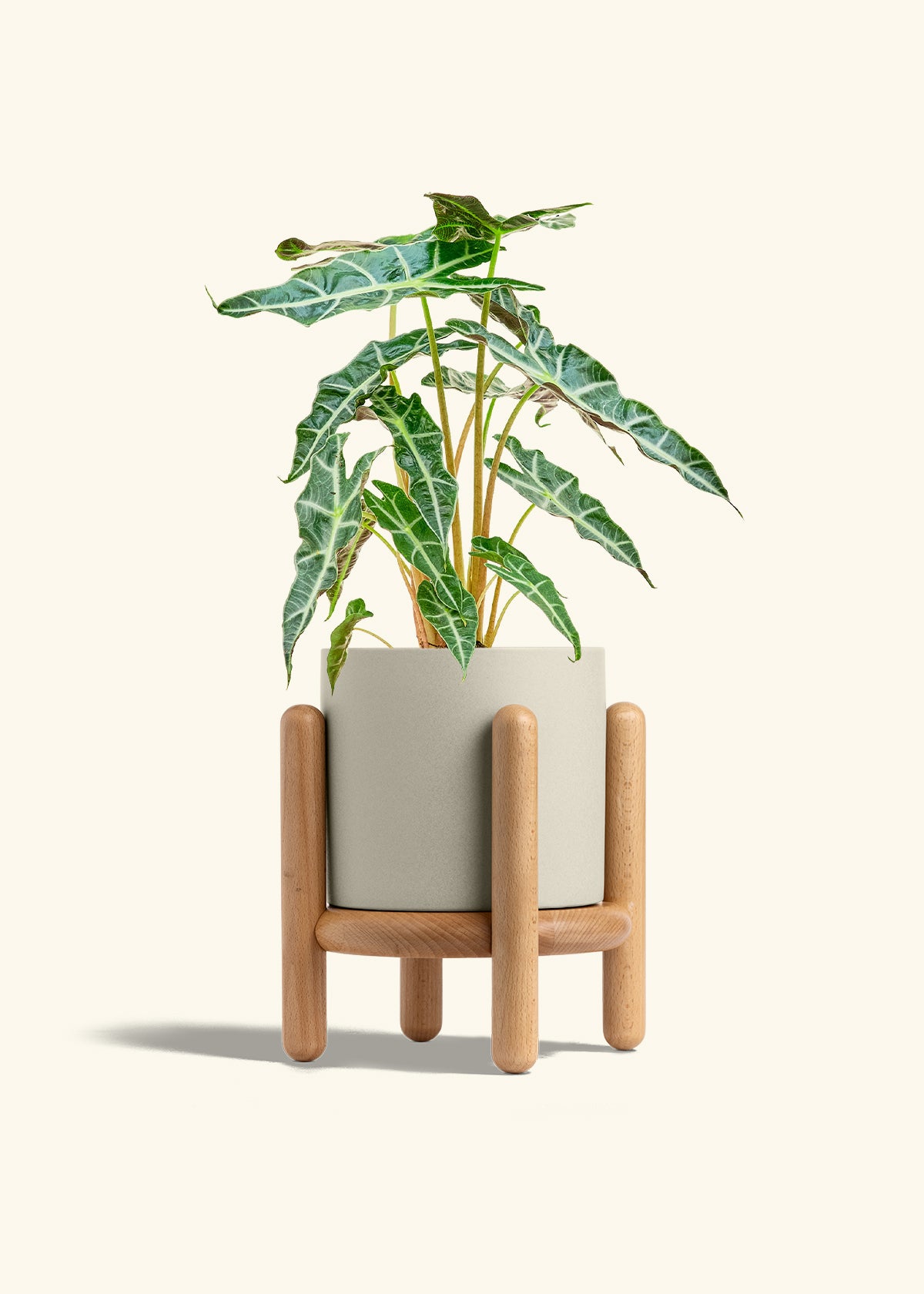 Alocasia Polly in a 6 inches Oat Classic Cylinder Planter in a Beech Wood Stand