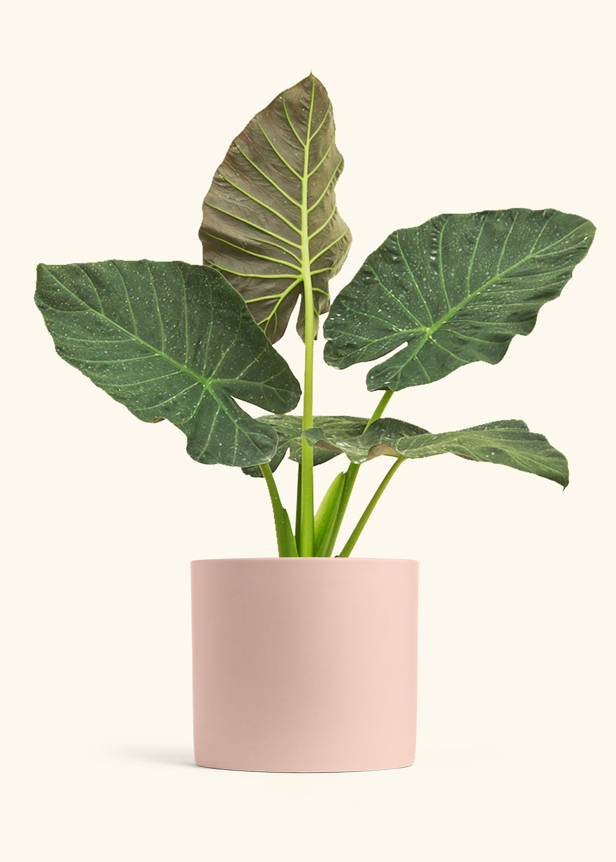 Alocasia Regal Shields in a 10 inches Pink Classic Cylinder Planter