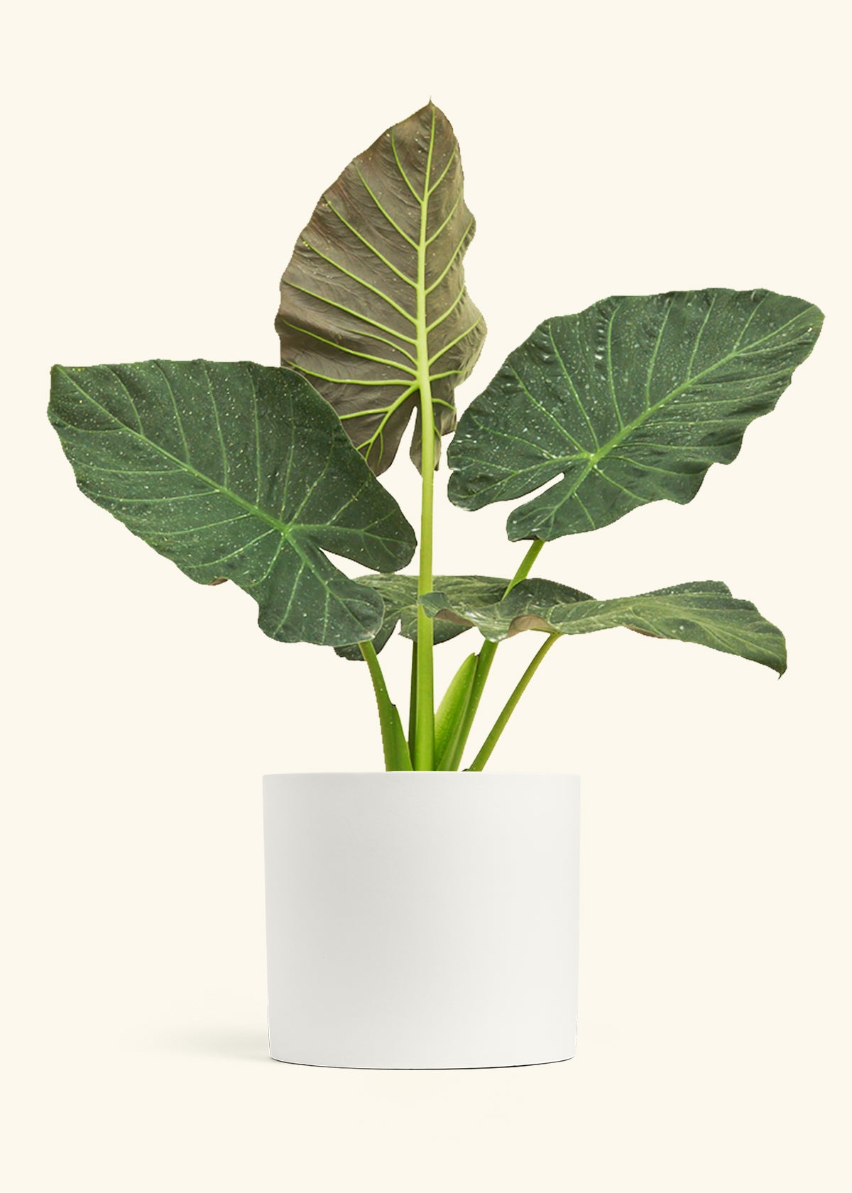 Alocasia Regal Shields in a 10 inches White Classic Cylinder Planter