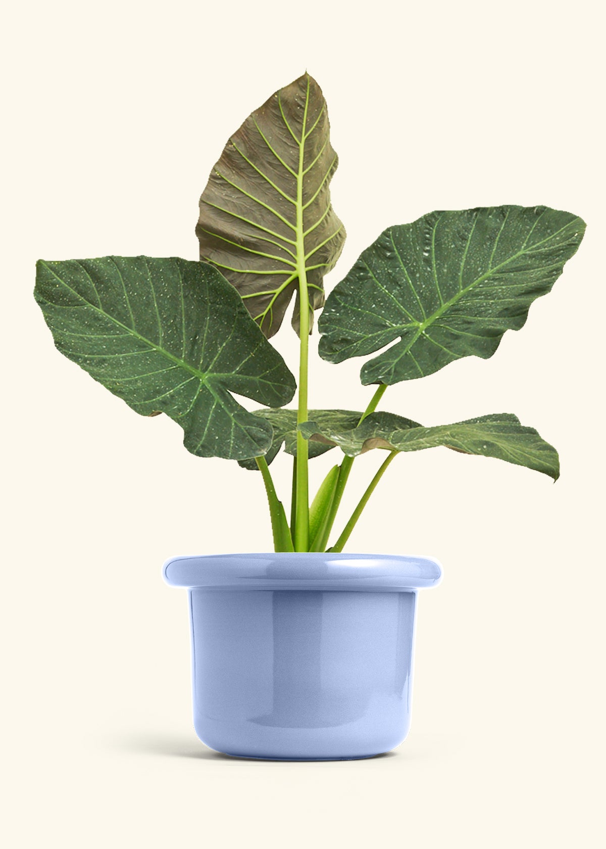 Alocasia Regal Shields in a 10 inches Fat Lip Blue Planter