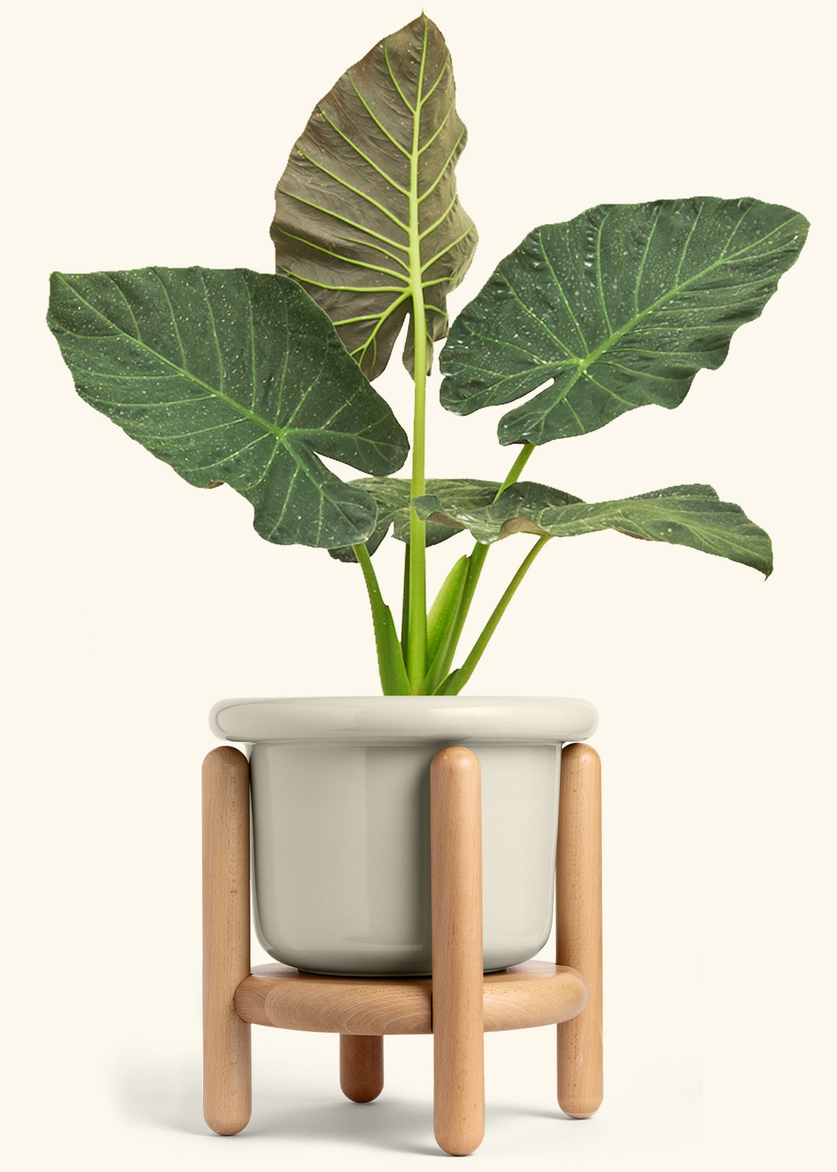 Alocasia Regal Shields in a 10 inches Fat Lip Oat Planter in a Beech Wood Stand