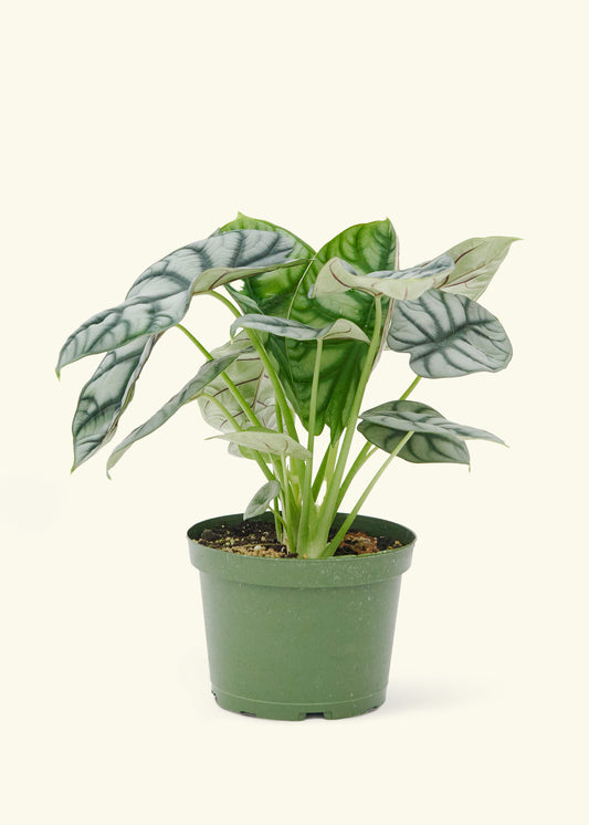 Alocasia Silver Dragon in a 6  inches grow pot