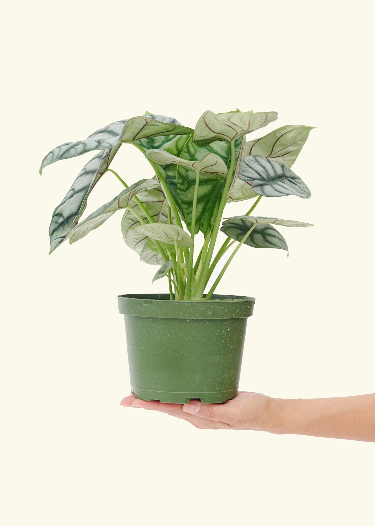 Alocasia Silver Dragon in a 6  inches grow pot