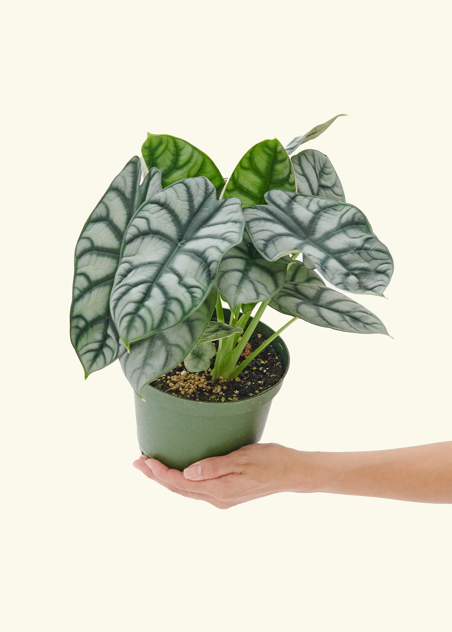 Alocasia 'Silver Dragon', Medium