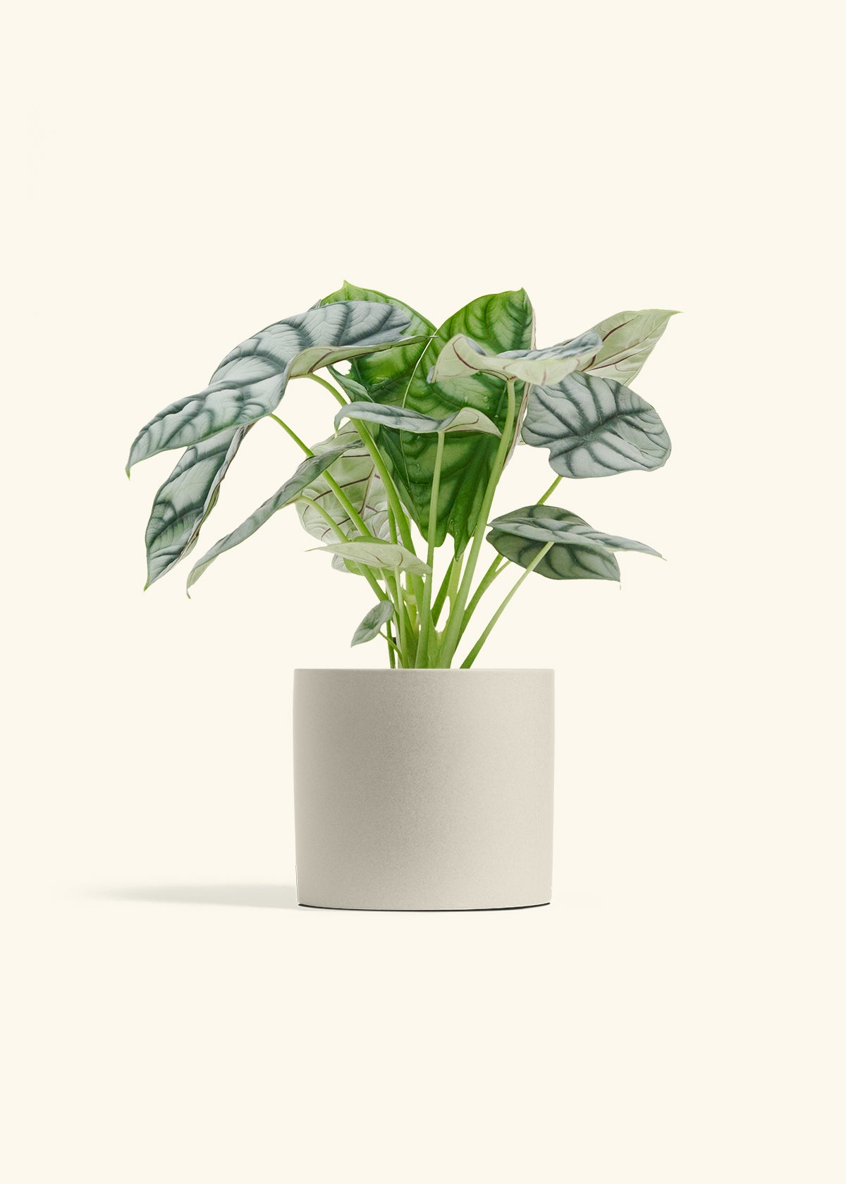 Alocasia Silver Dragon in a 6 inches Oat Classic Cylinder Planter
