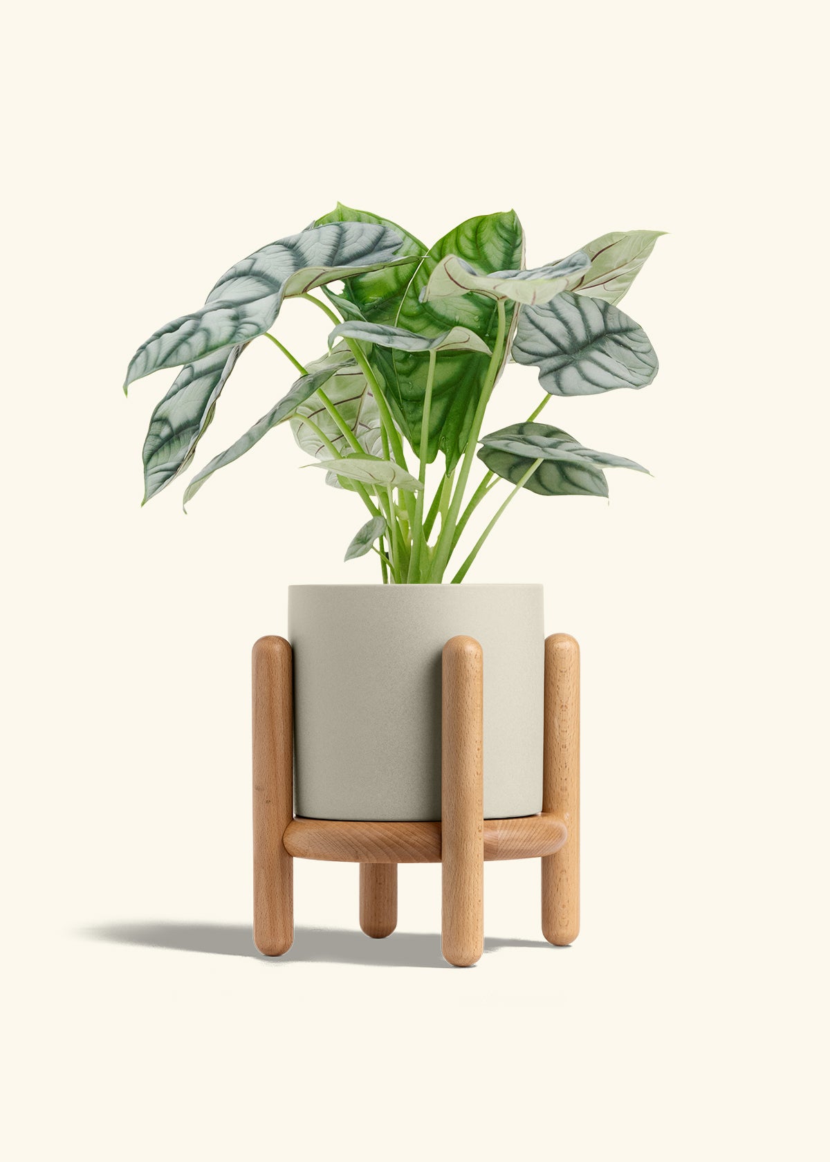Alocasia Silver Dragon in a 6 inches Oat Classic Cylinder Planter in a Beech Wood Stand