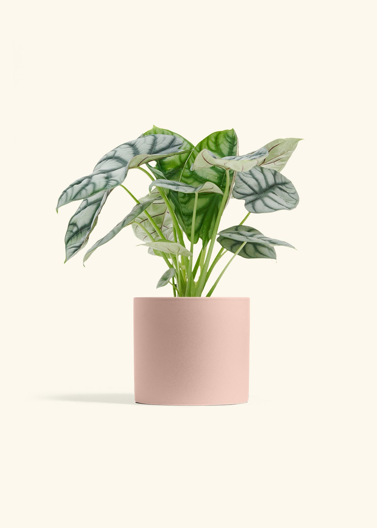 Alocasia Silver Dragon in a 6 inches Pink Classic Cylinder Planter