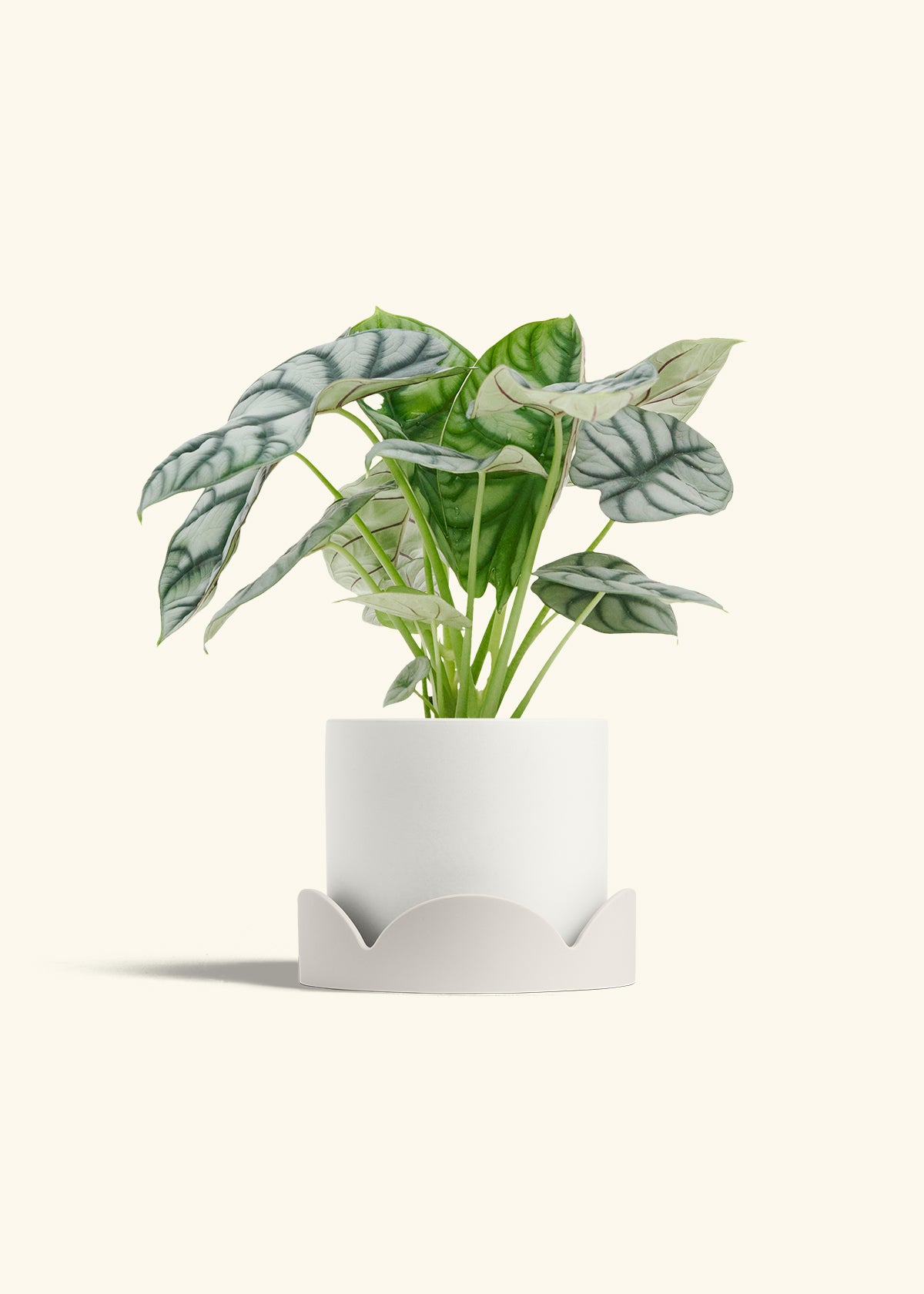 Alocasia Silver Dragon in a 6 inches White Classic Cylinder Planter in a Oat Petal Drip Tray