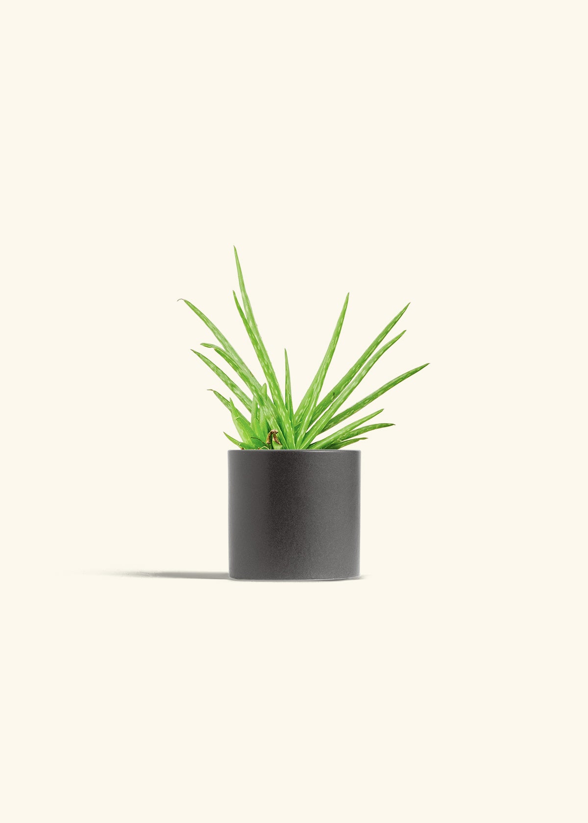 Aloe Vera in a 4 inches Charcoal Classic Cylinder Planter