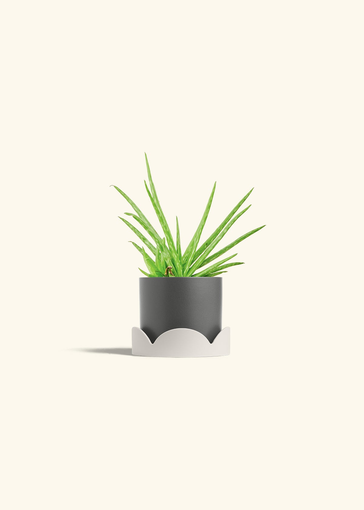 Aloe Vera in a 4 inches Charcoal Classic Cylinder Planter in a Oat Petal Drip Tray