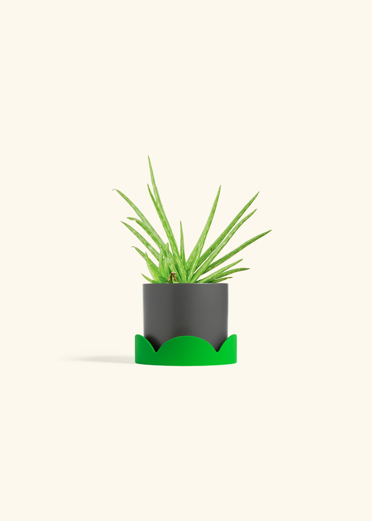 Aloe Vera in a 4 inches Charcoal Classic Cylinder Planter in a Shamrock Petal Drip Tray