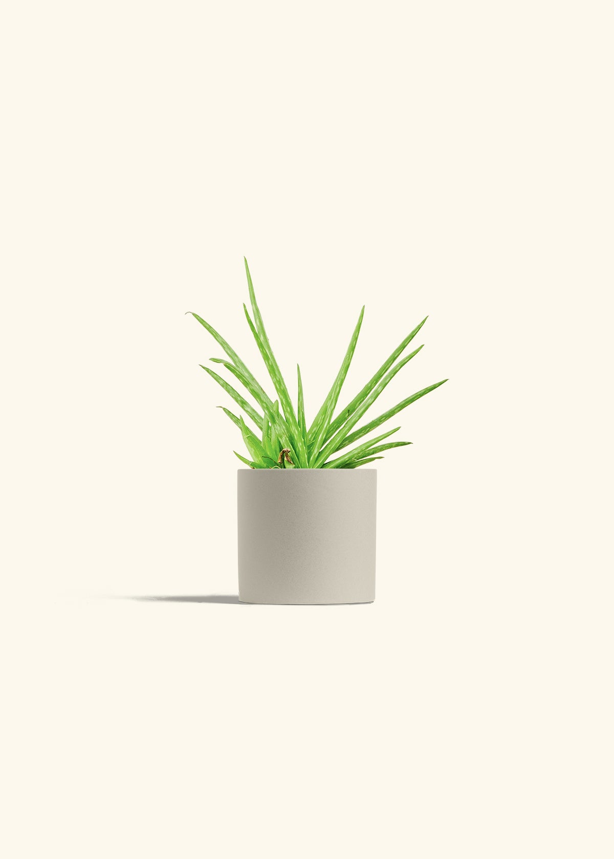 Aloe Vera in a 4 inches Oat Classic Cylinder Planter