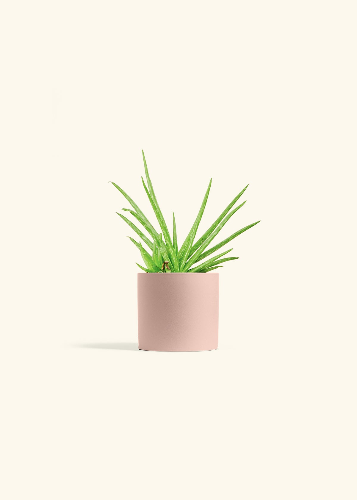 Aloe Vera in a 4 inches Pink Classic Cylinder Planter