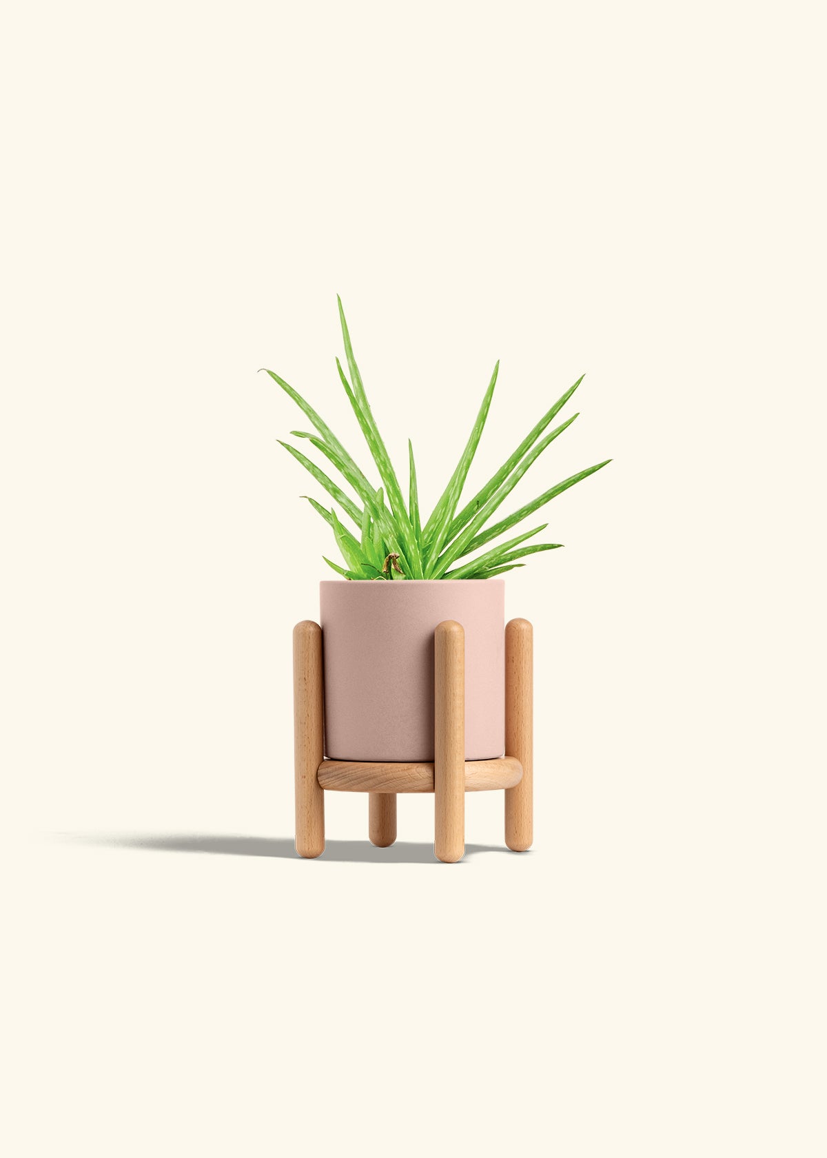 Aloe Vera in a 4 inches Pink Classic Cylinder Planter in a Beech Wood Stand