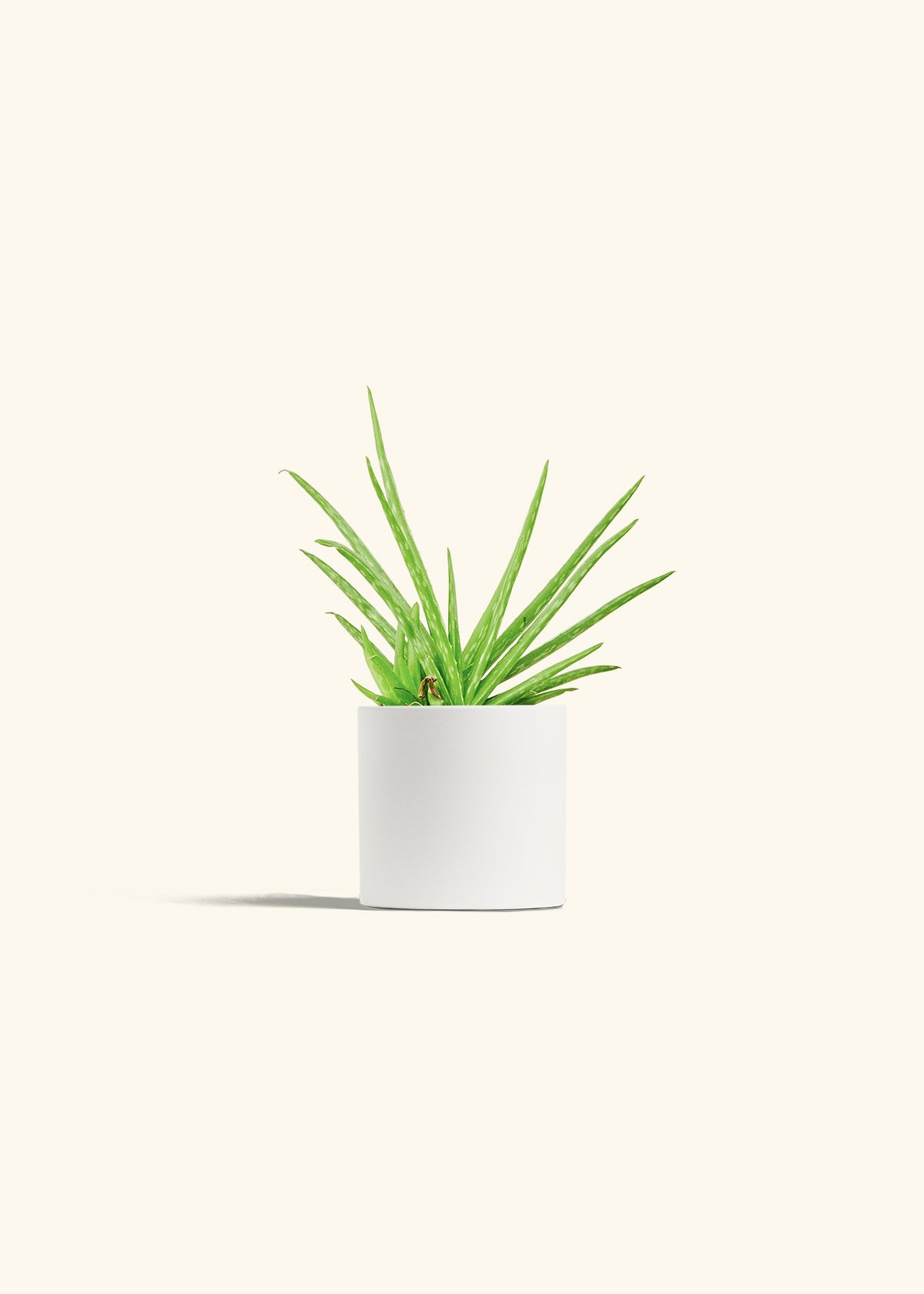 Aloe Vera in a 4 inches White Classic Cylinder Planter