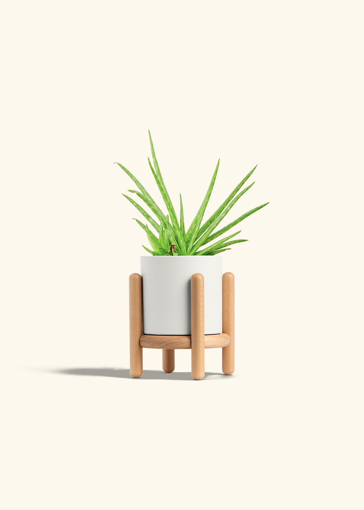 Aloe Vera in a 4 inches White Classic Cylinder Planter in a Beech Wood Stand