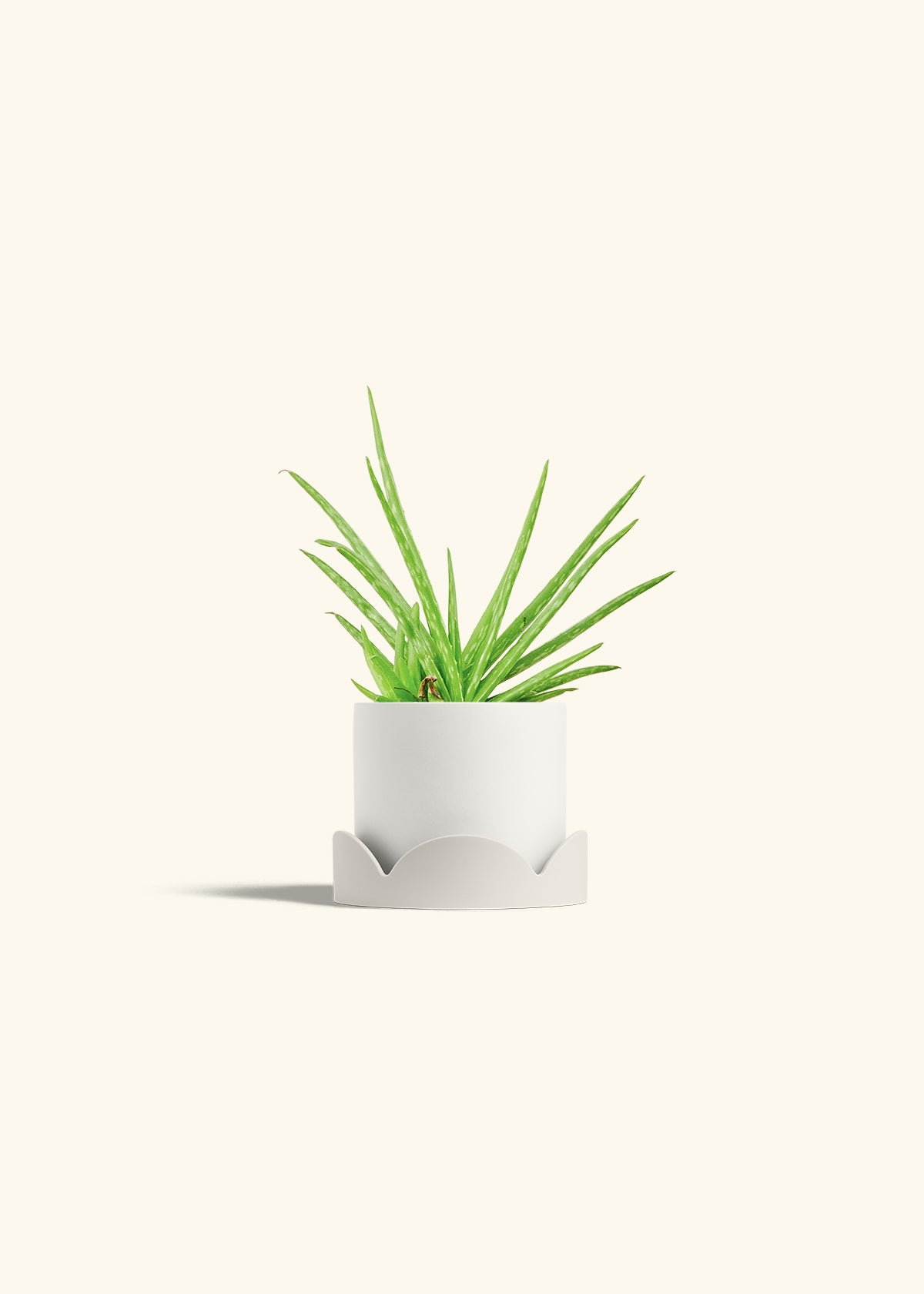Aloe Vera in a 4 inches White Classic Cylinder Planter in a Oat Petal Drip Tray