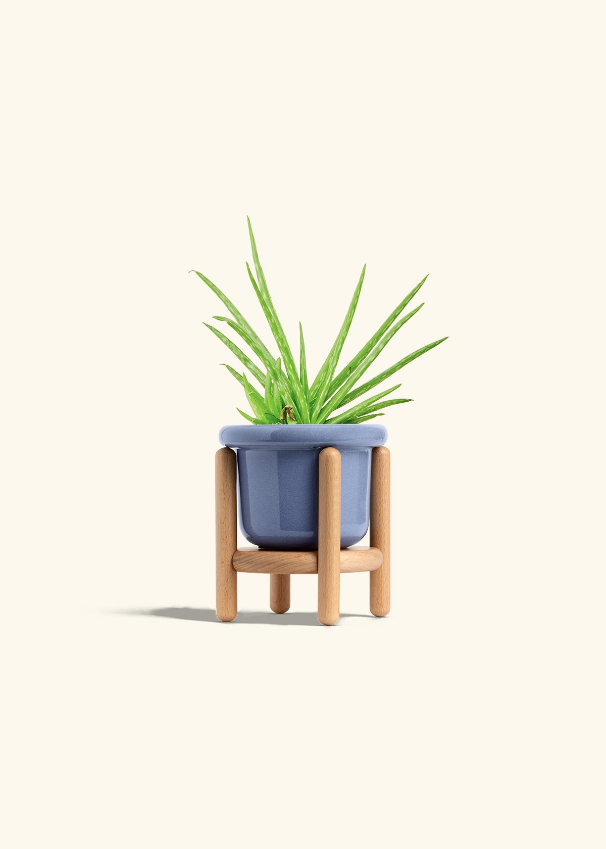 Aloe Vera in a 4 inches Fat Lip Blue Planter in a Beech Wood Stand