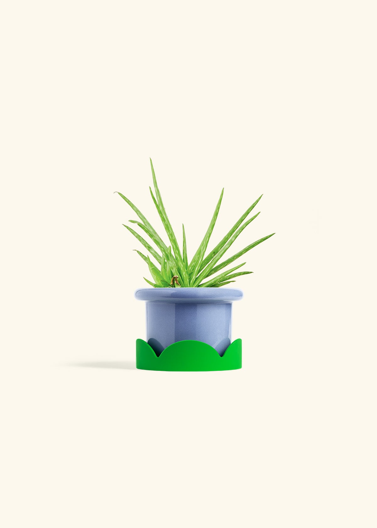 Aloe Vera in a 4 inches Fat Lip Blue Planter in a Shamrock Petal Drip Tray